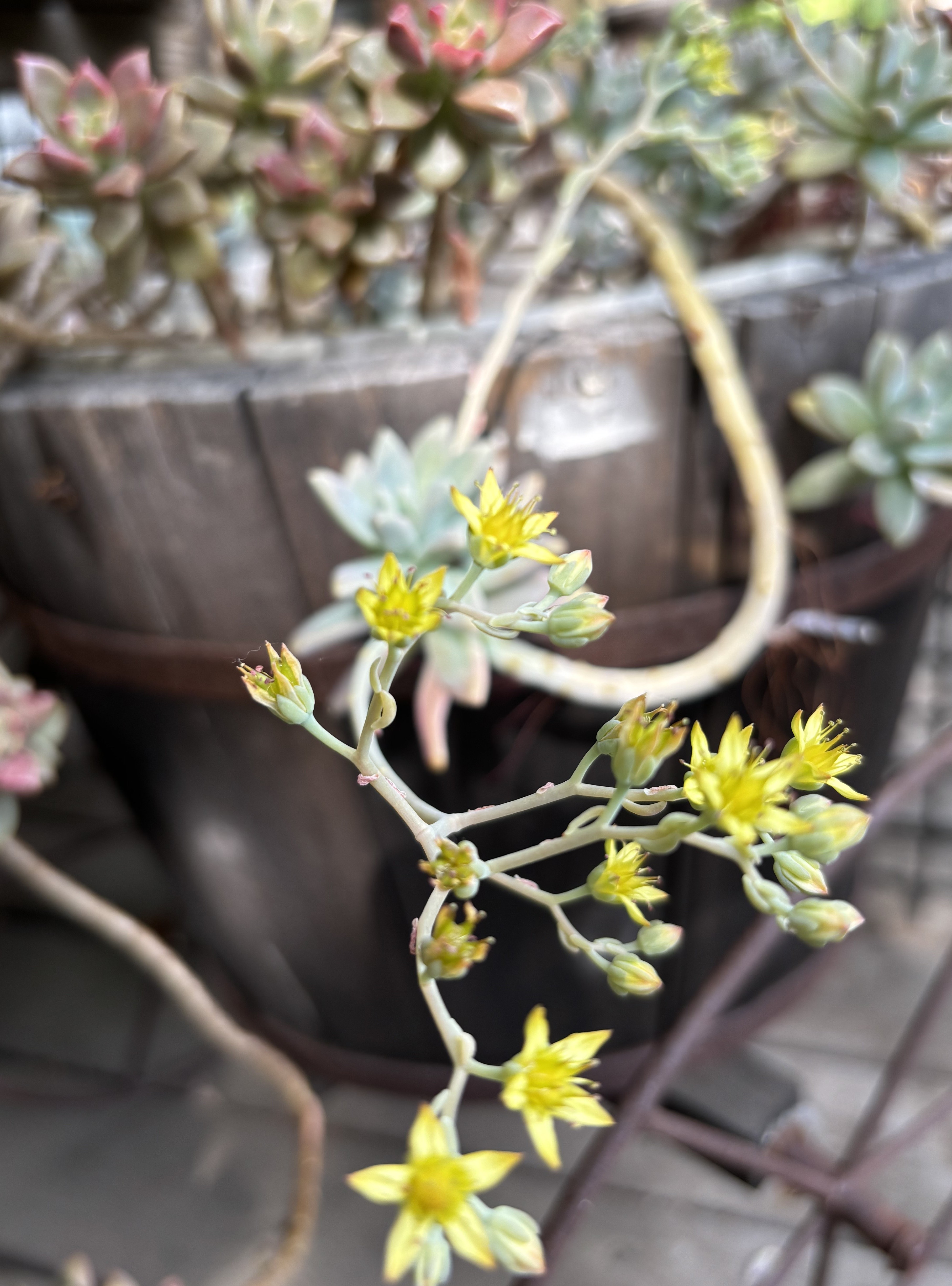 多肉植物に花が咲きました