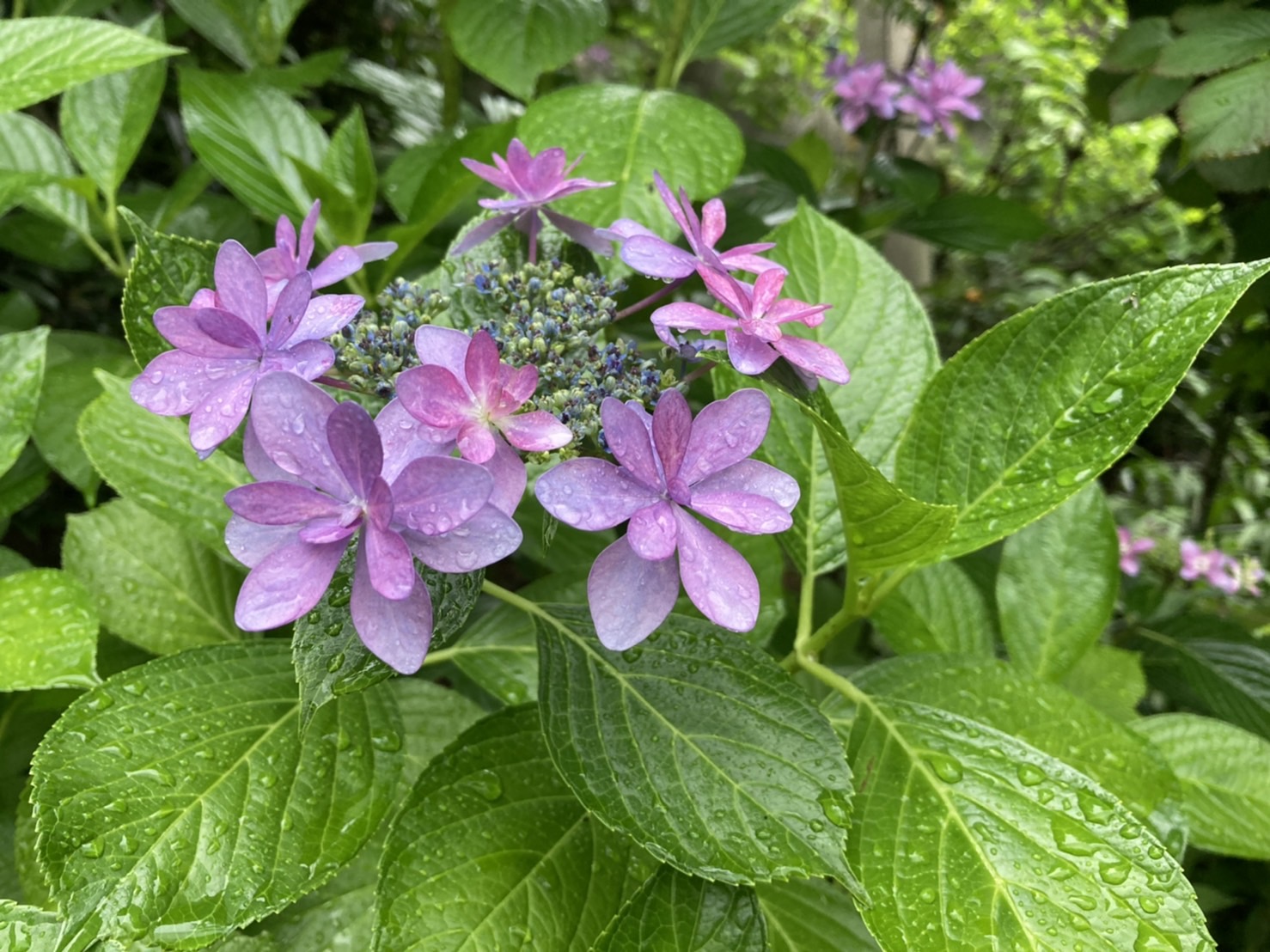 紫陽花は、雨がお似合い