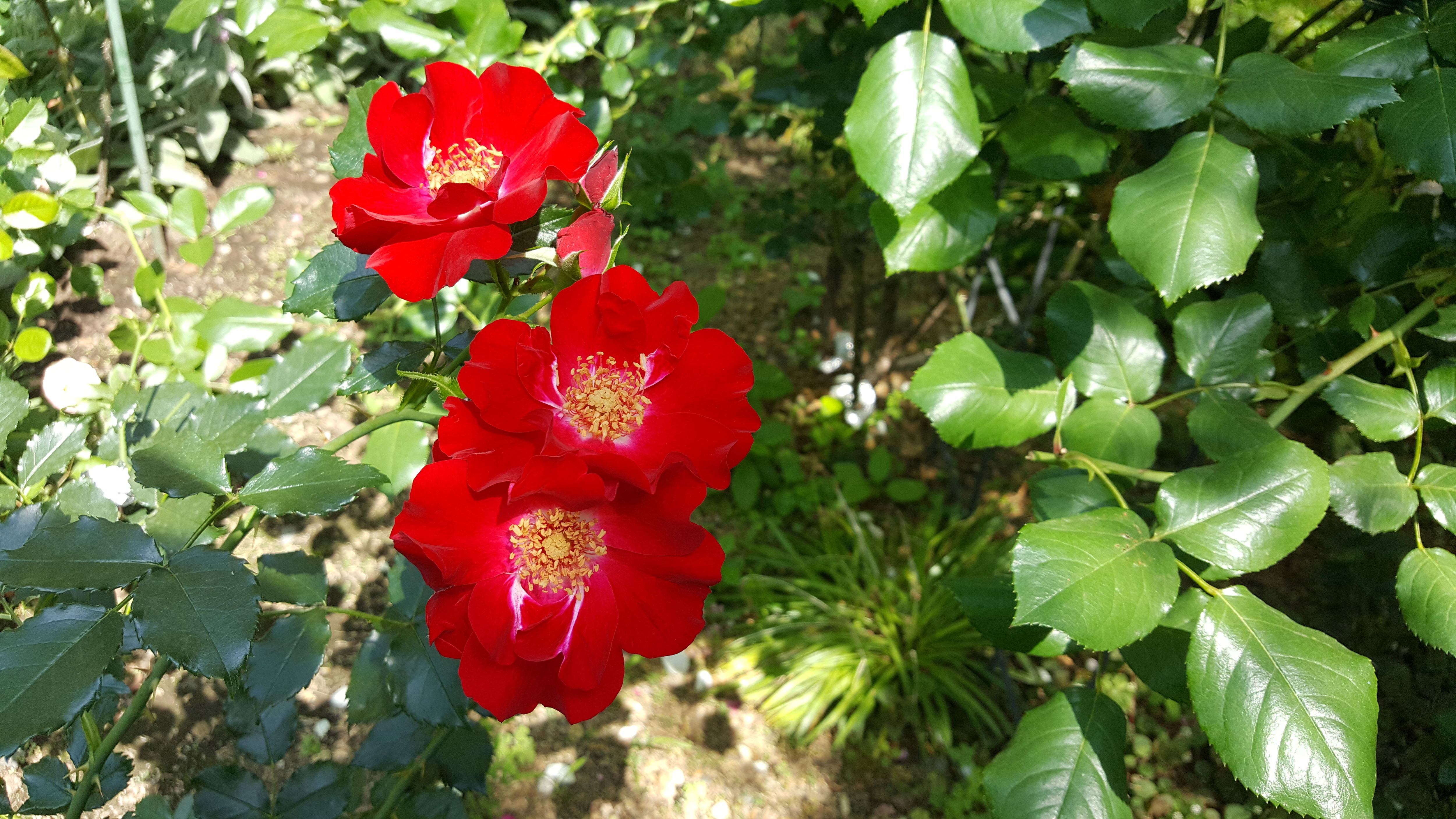 一重の赤い薔薇、ステキですよね。もう30年以上も毎年咲いてくれます。