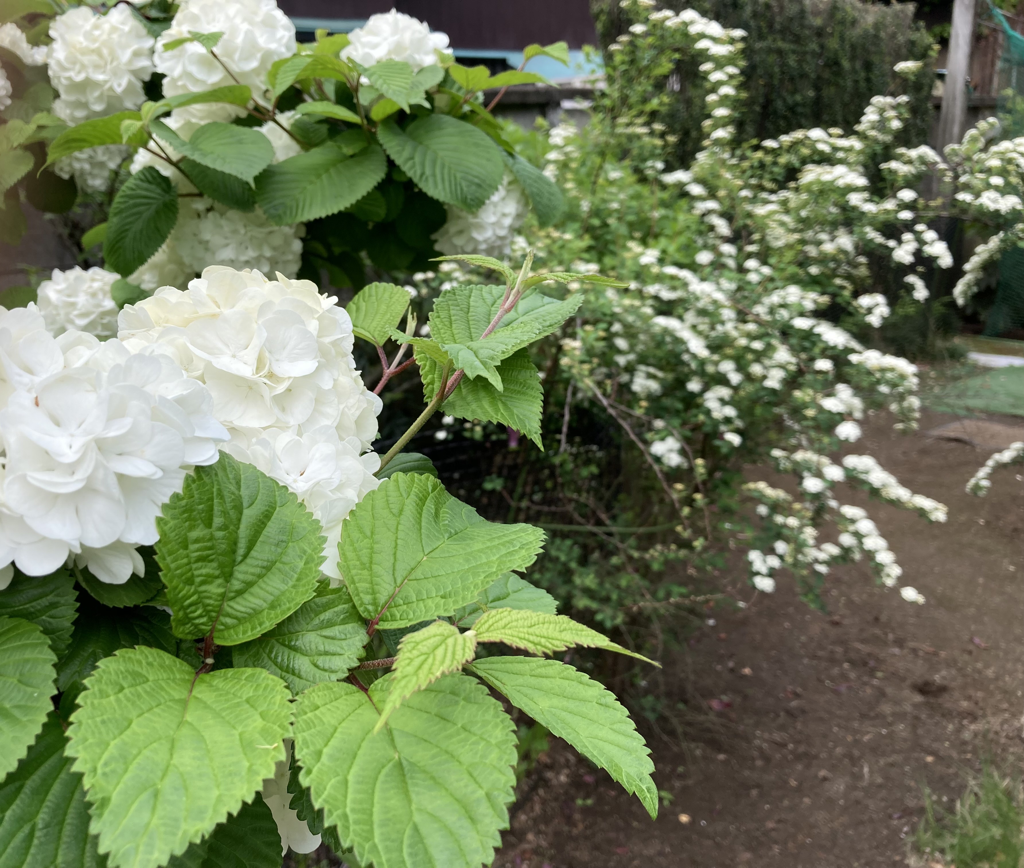 真っ白な花が毬のようにまとまって咲きます　～ 大手毬  と  小手毬 ～