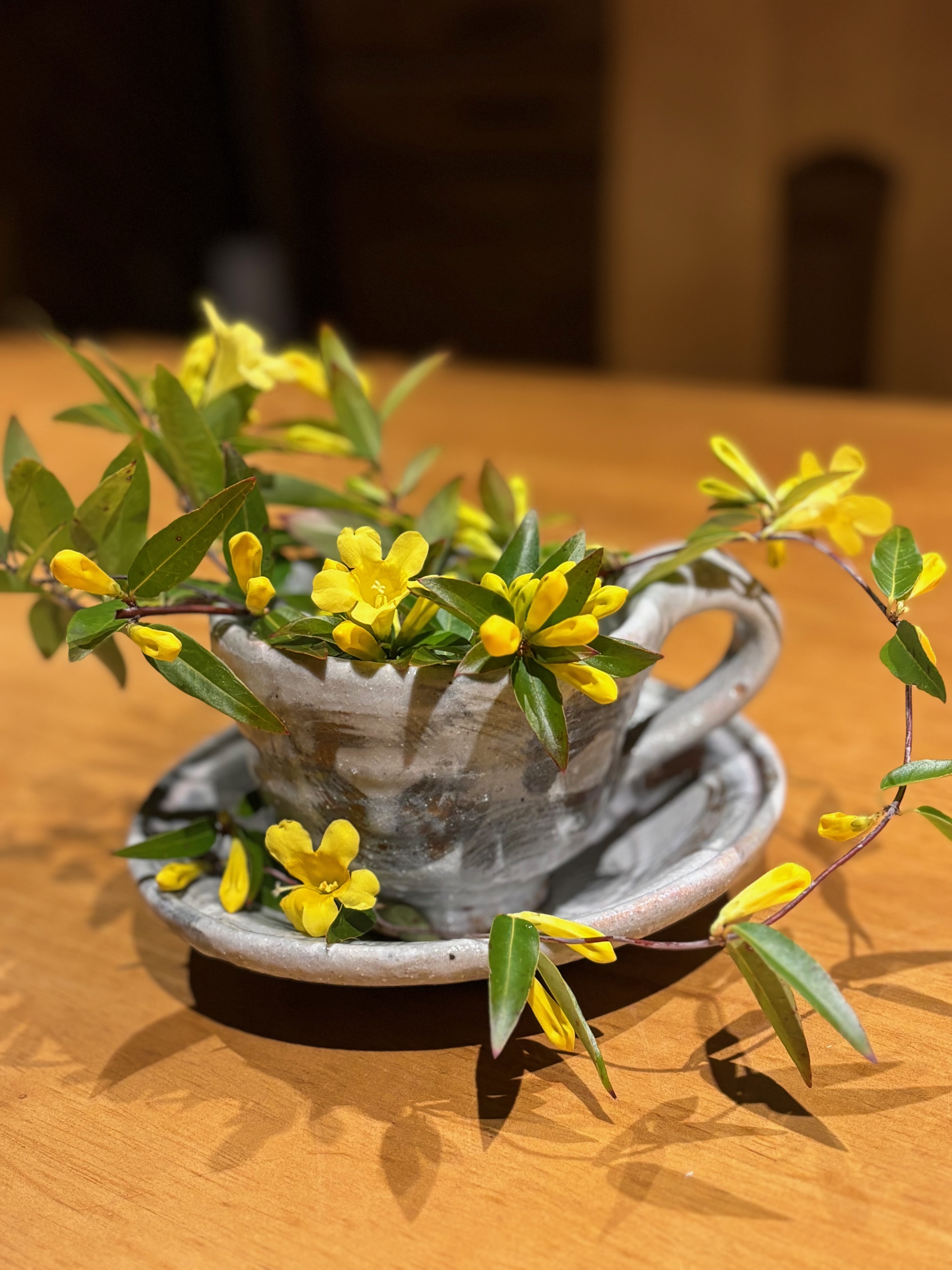 今日の一輪　カロライナジャスミン