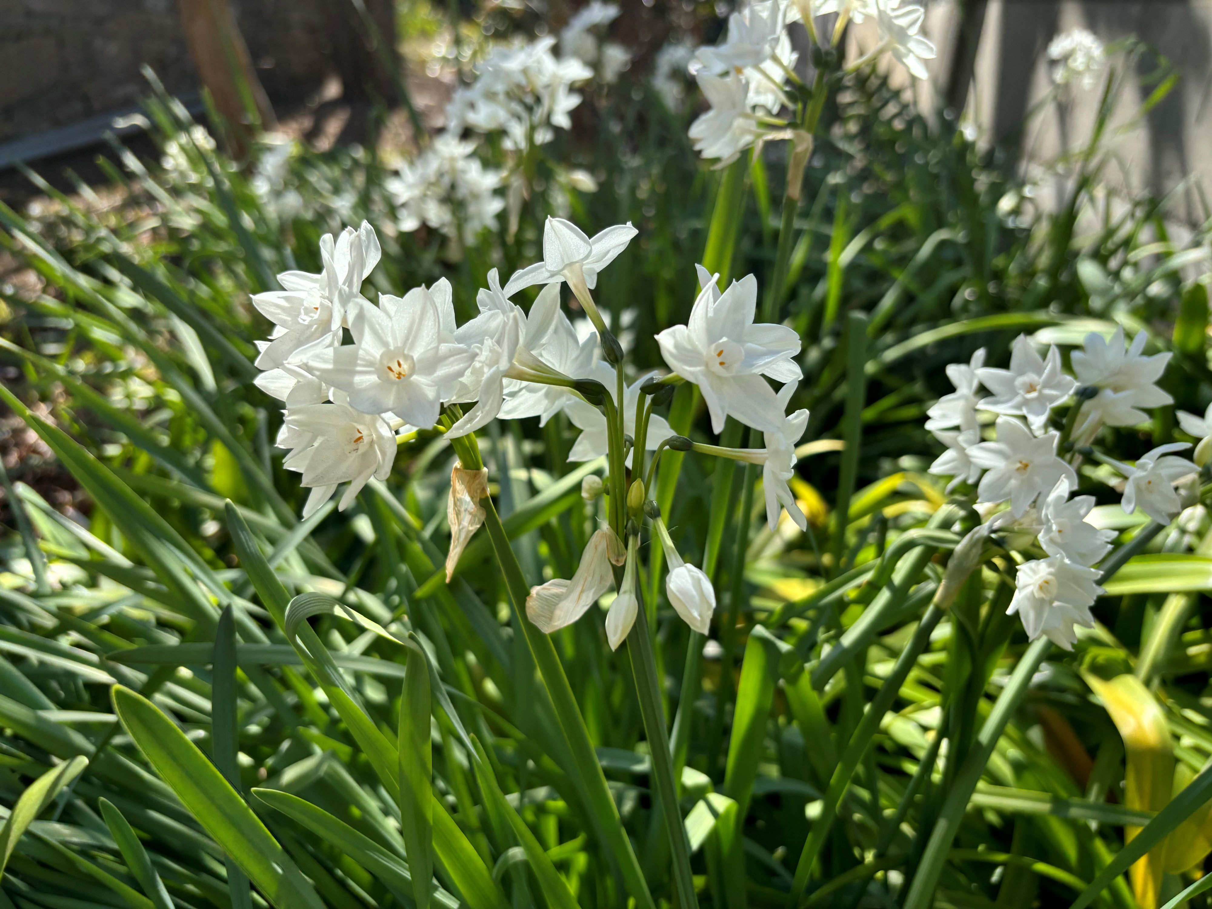花ことば "神秘" のシロバナスイセン