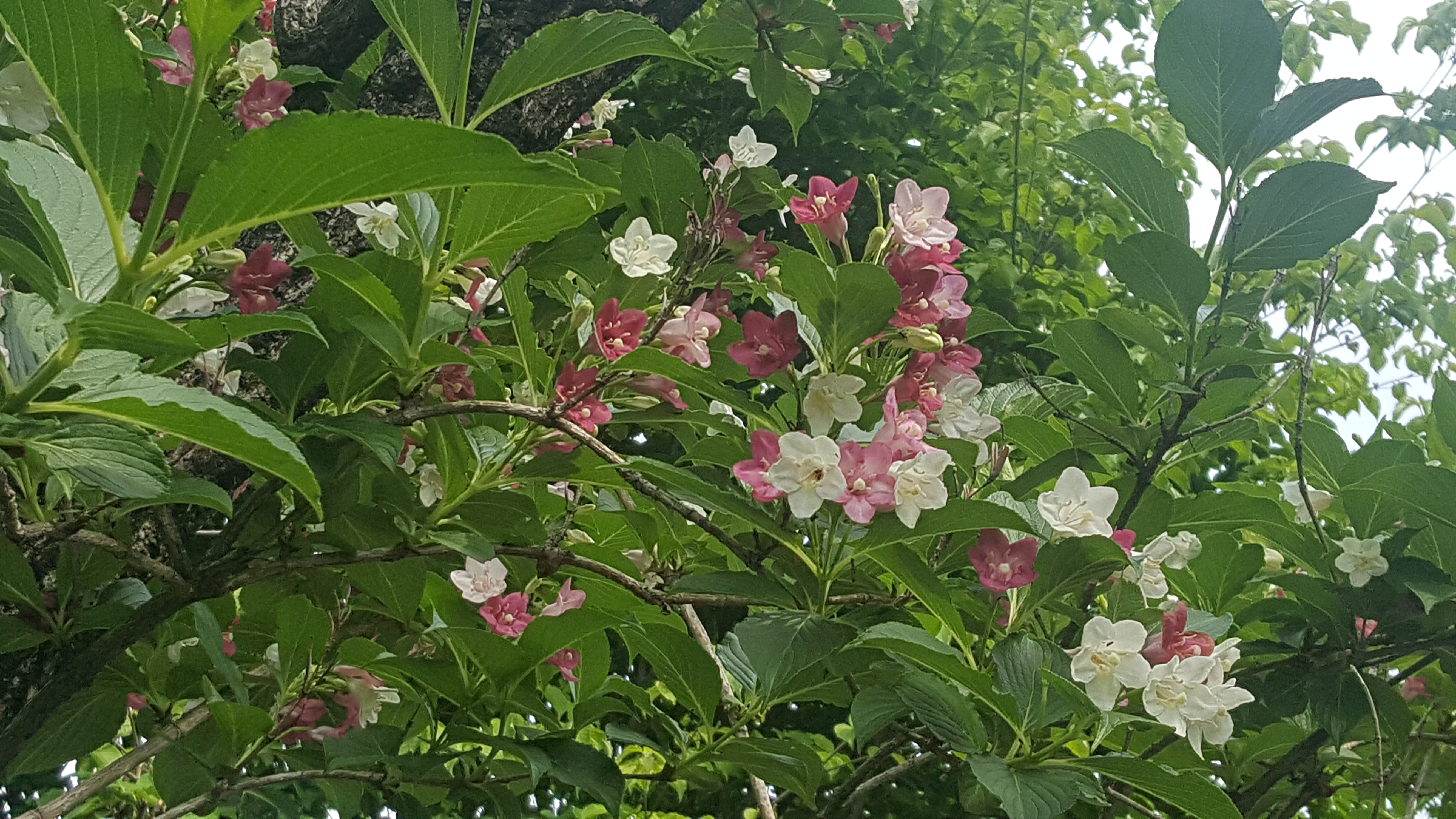 お花の色が 白→ピンク→紅色に変わります　～ ハコネウツギ ～