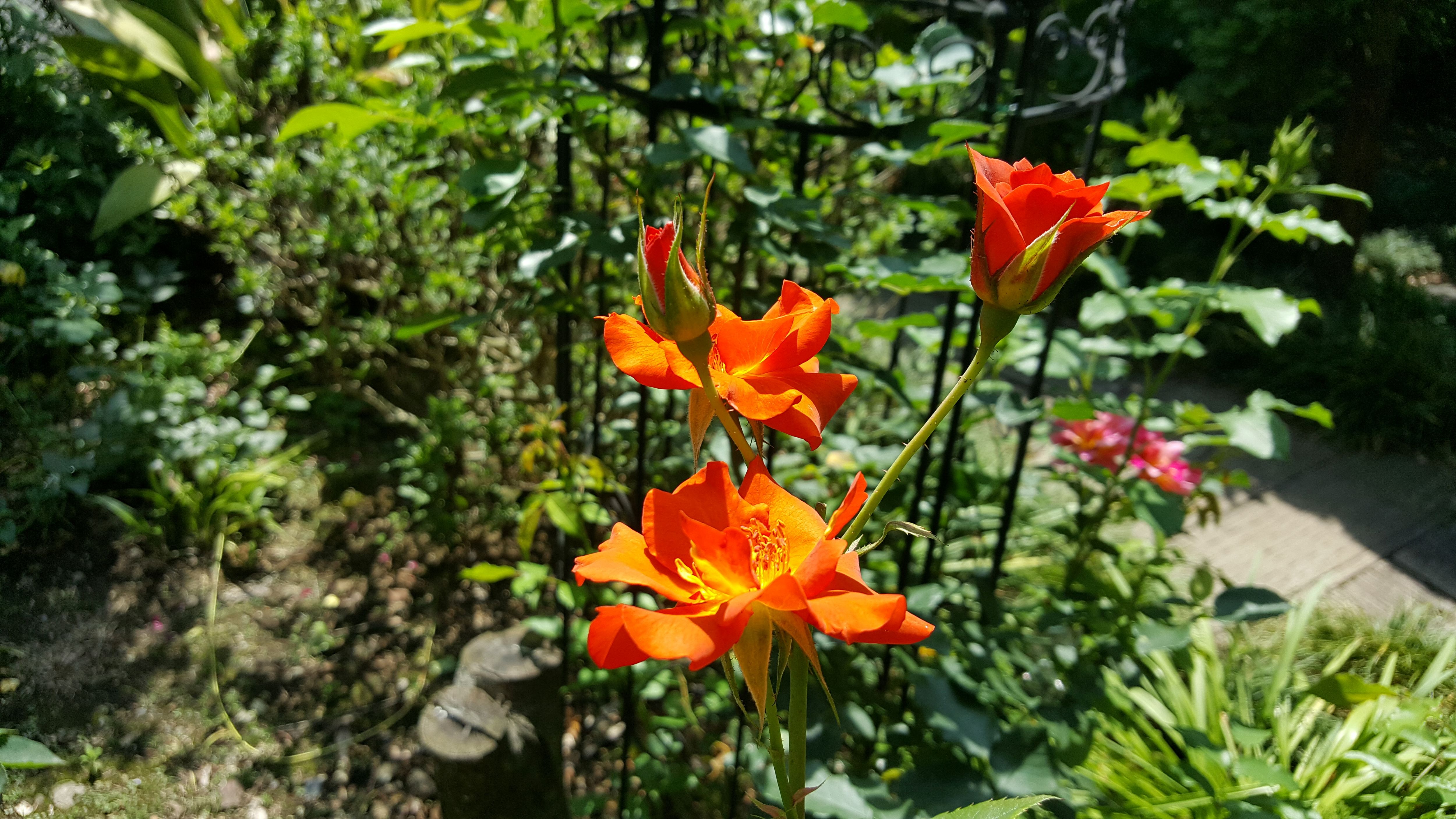 オレンジ色の薔薇は、男性にプレゼントするのによいそうです。