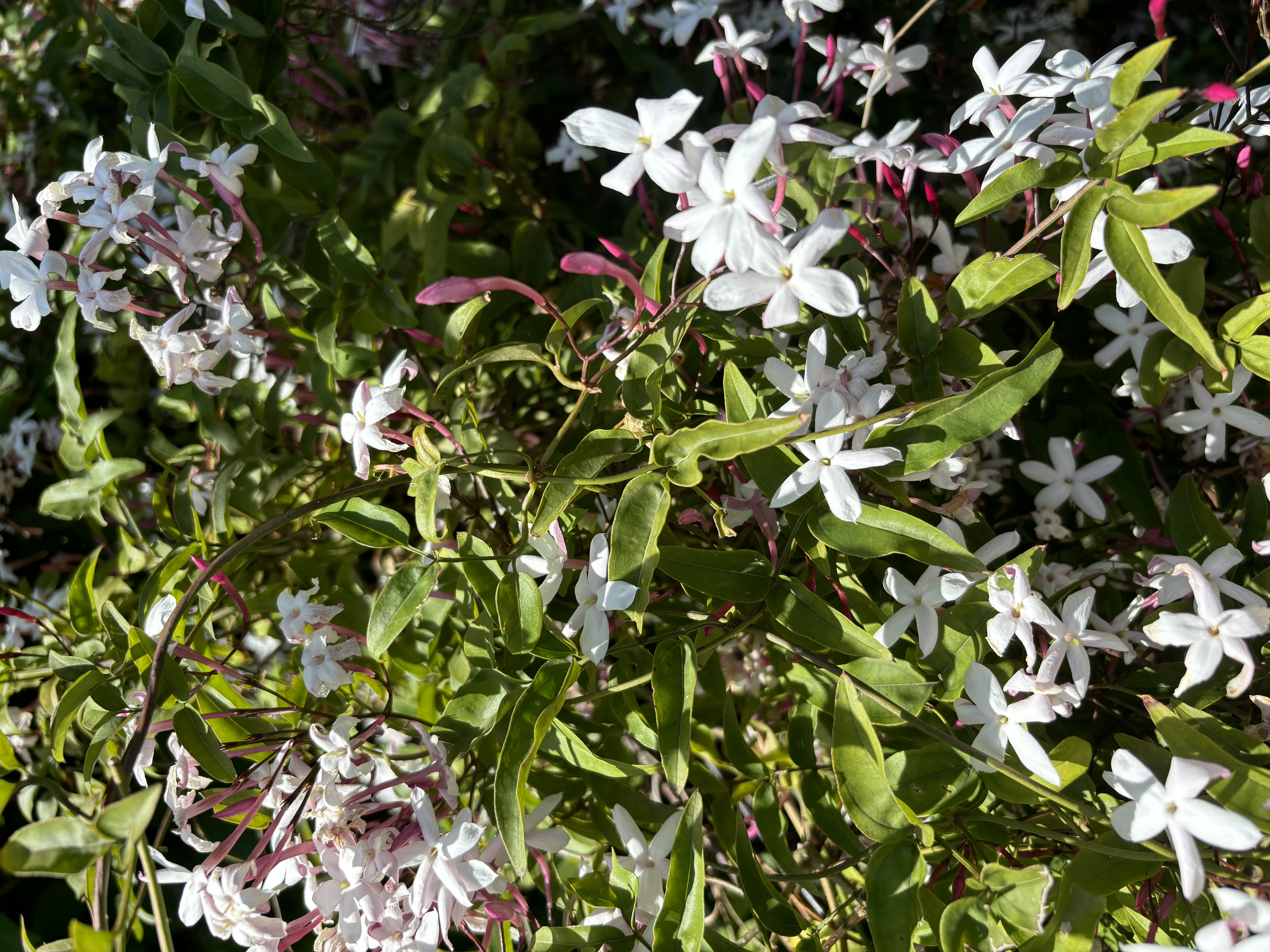 フェンスに絡ませて3年。やっとお花が咲きました。
