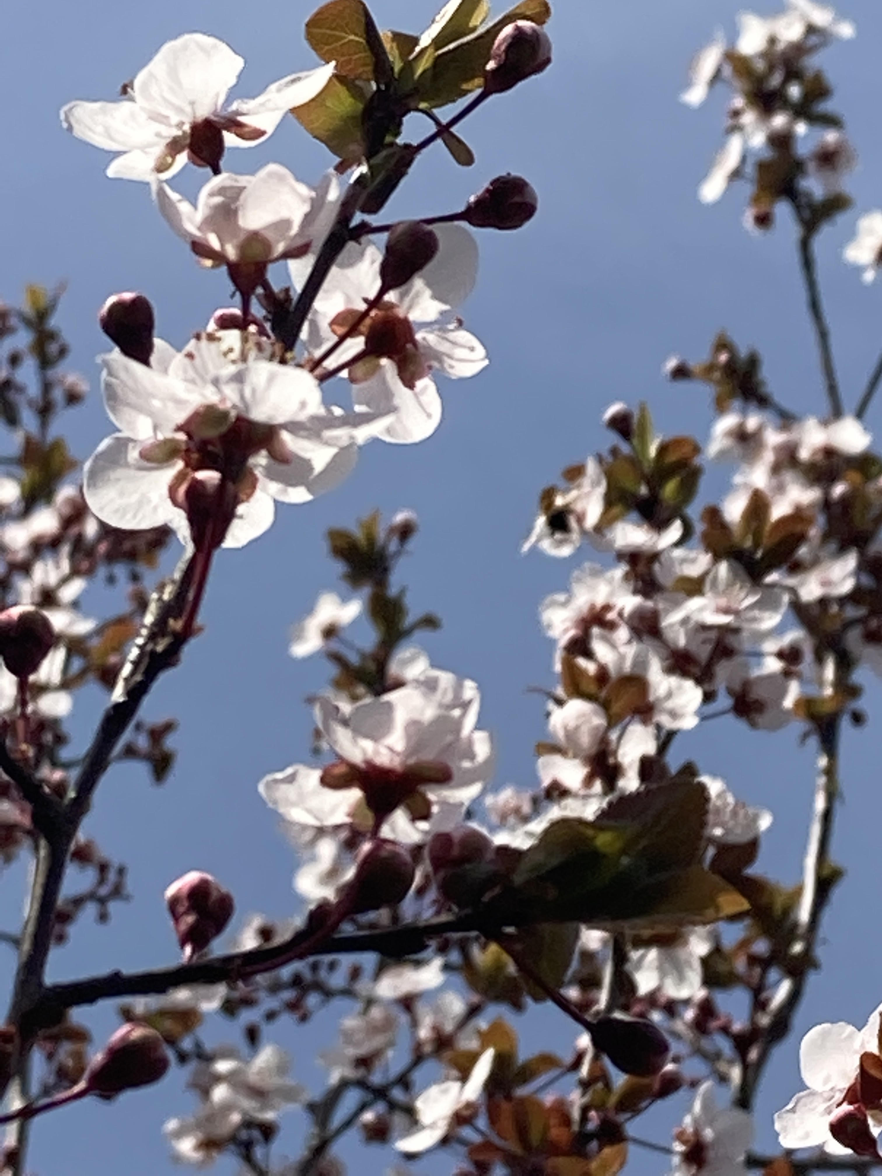 あたたかな春の日差しをあびて 山桜が咲きました