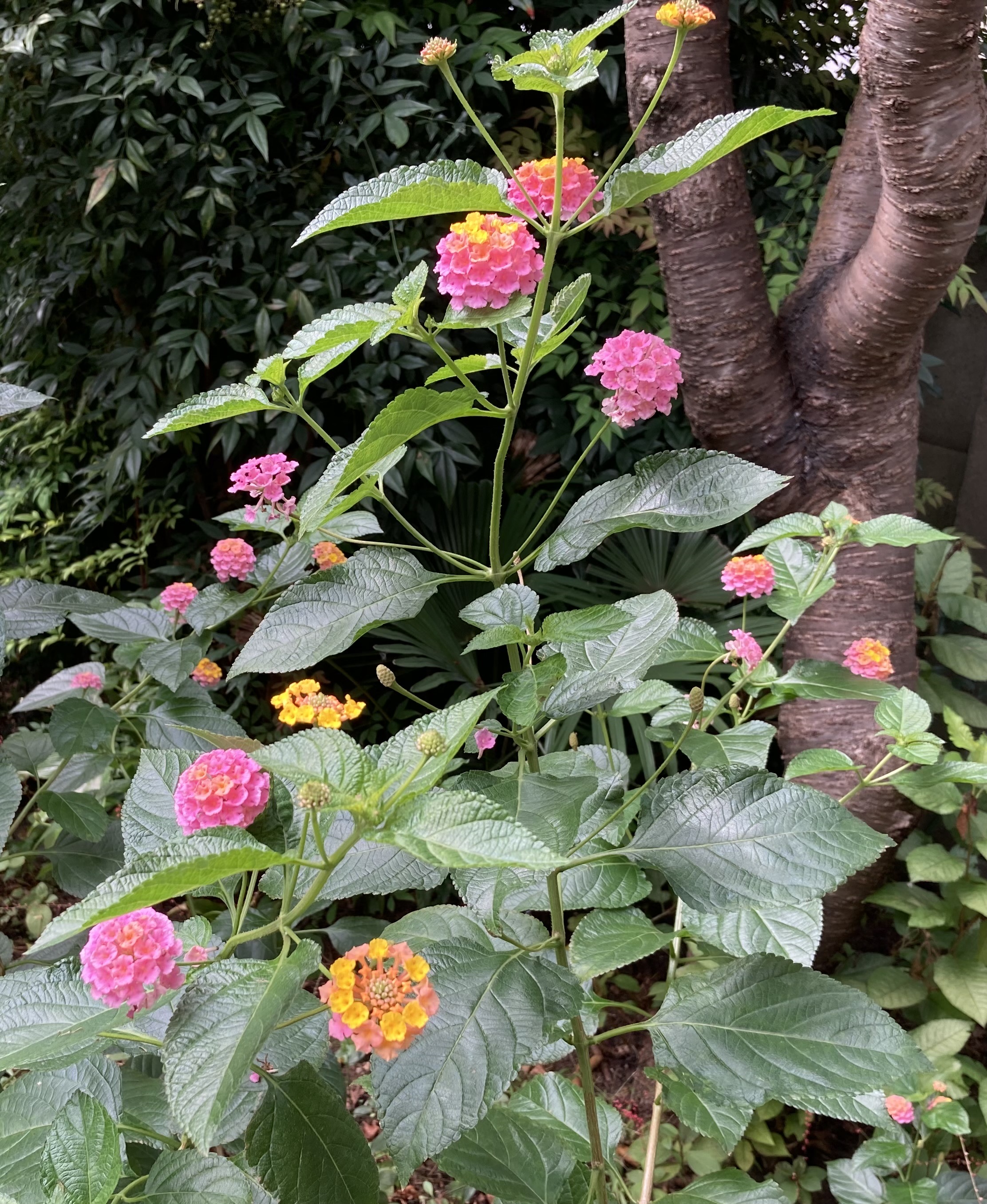 花色を変化させながらカラフルで可愛いお花が咲き続きます　～ ランタナ ～