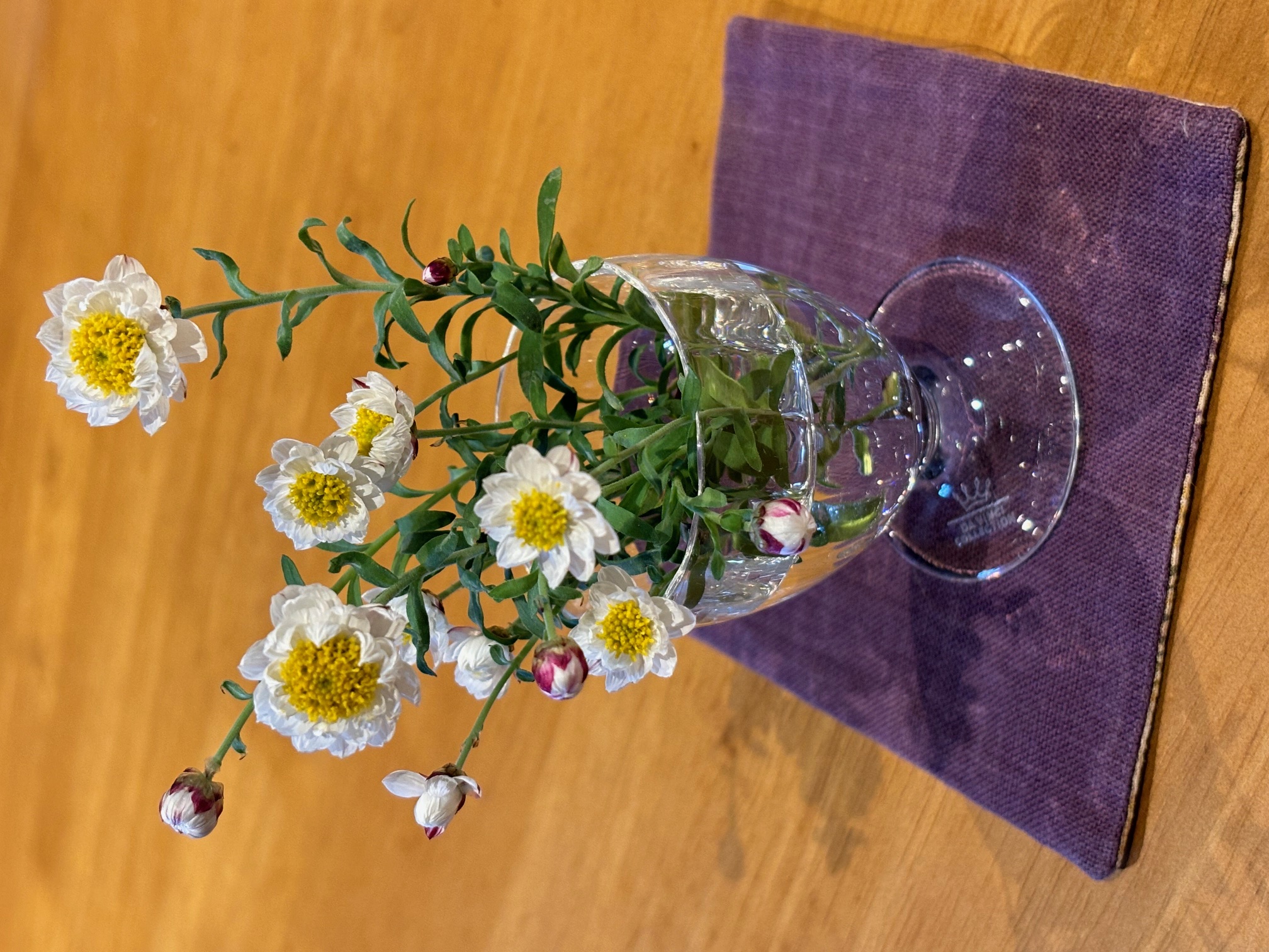 小さなグラスの春。ハナカンザシ