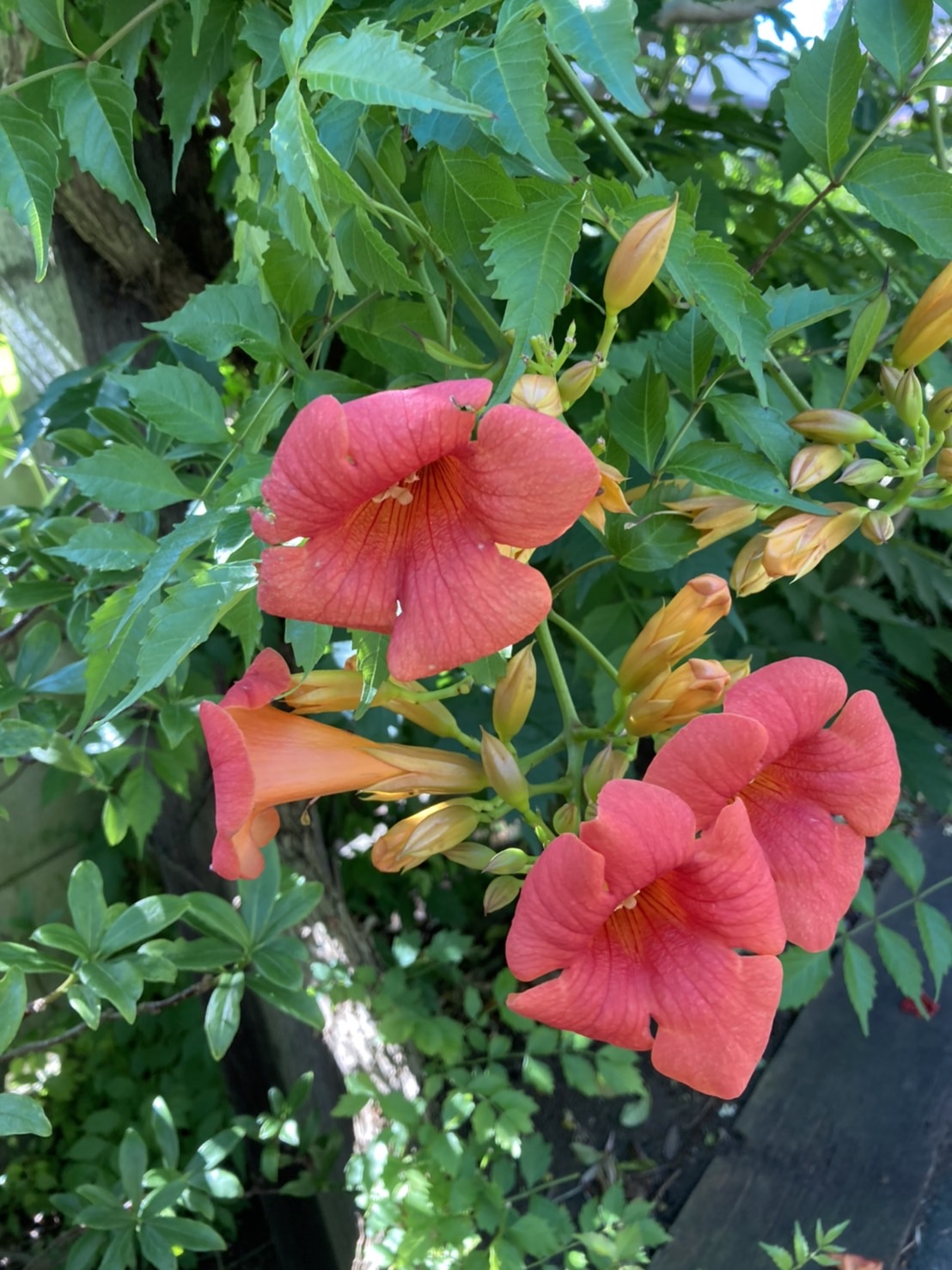 伸ばしたツルの先に花を次々と咲かせて、夏の庭を飾ります　～ ノウゼンカズラ ～
