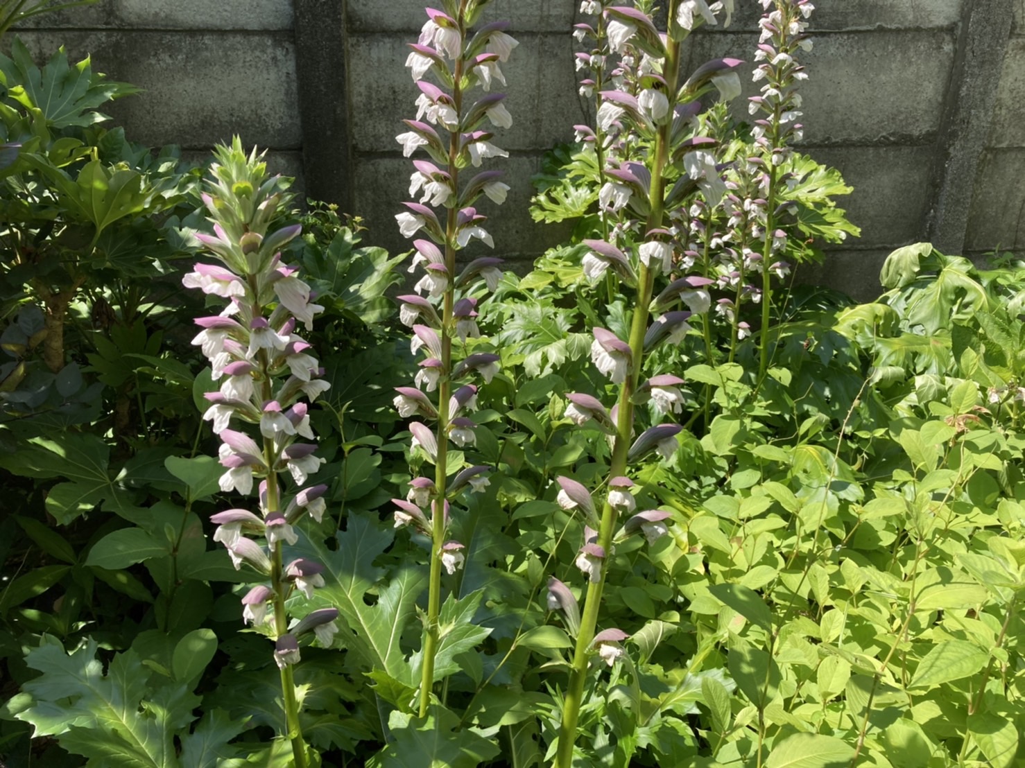大きな葉から ぐ～んと伸びた花穂が1.5m位になります　～ アカンサスモリス ～