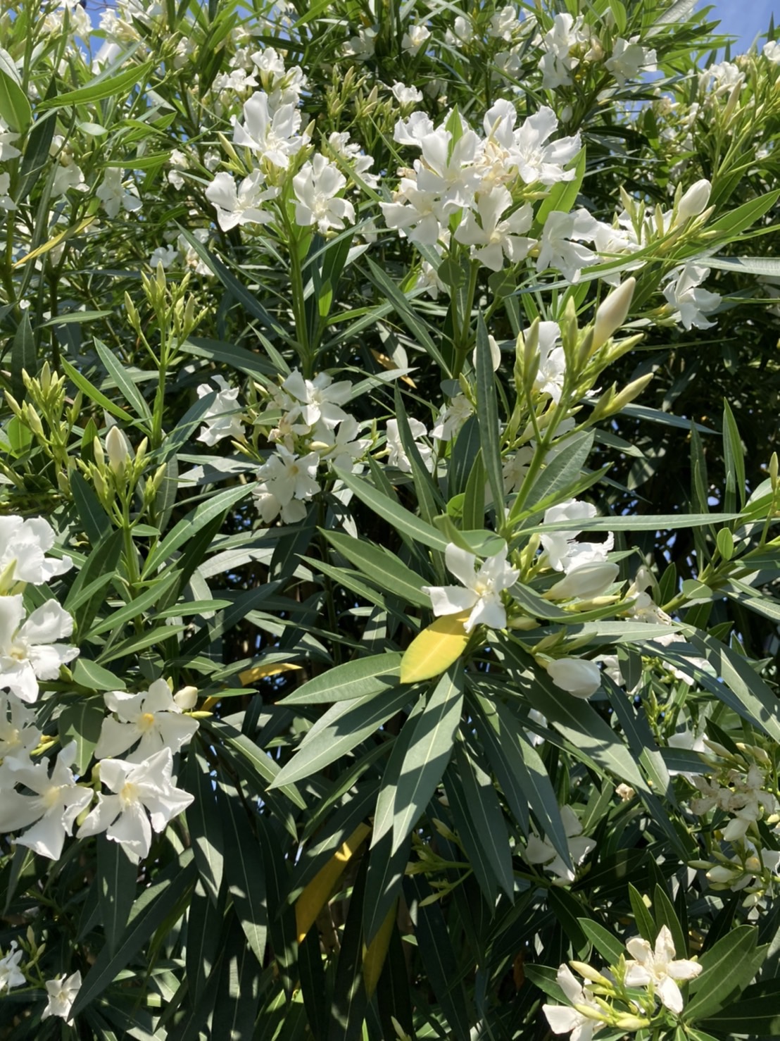 中央高速を走っていると両側に植えられている所があります　～  夾竹桃  ～