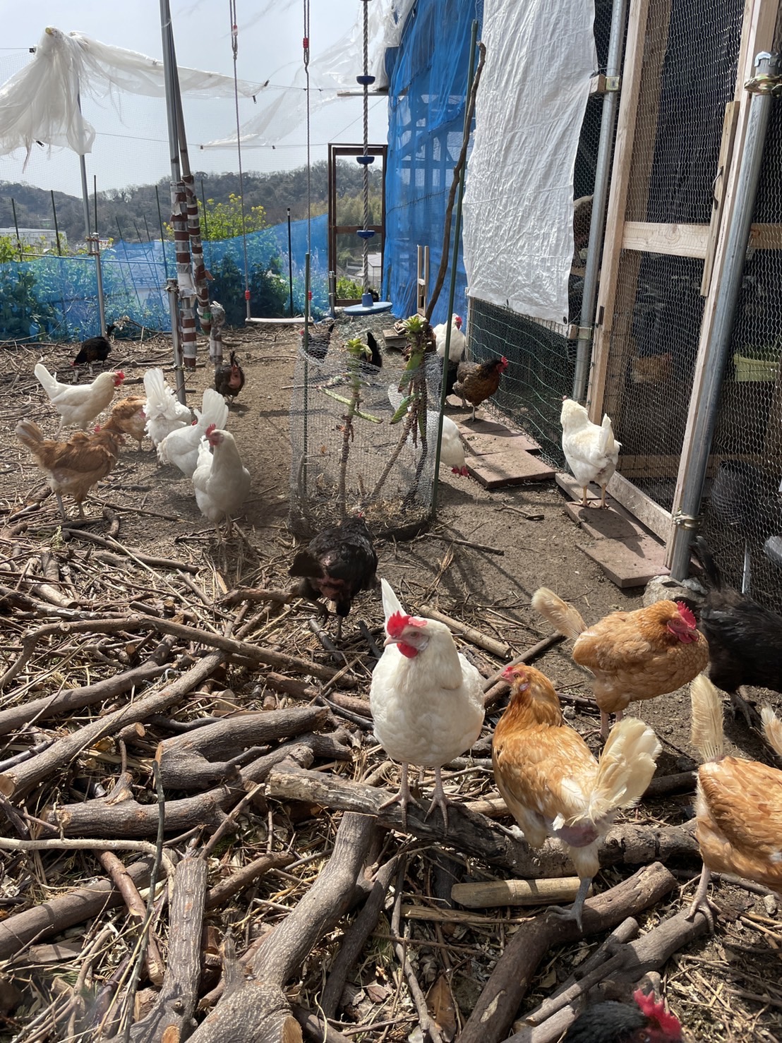 大楠山で平飼い卵養鶏場を営む「チキチータ」さんへ行ってきたよ！