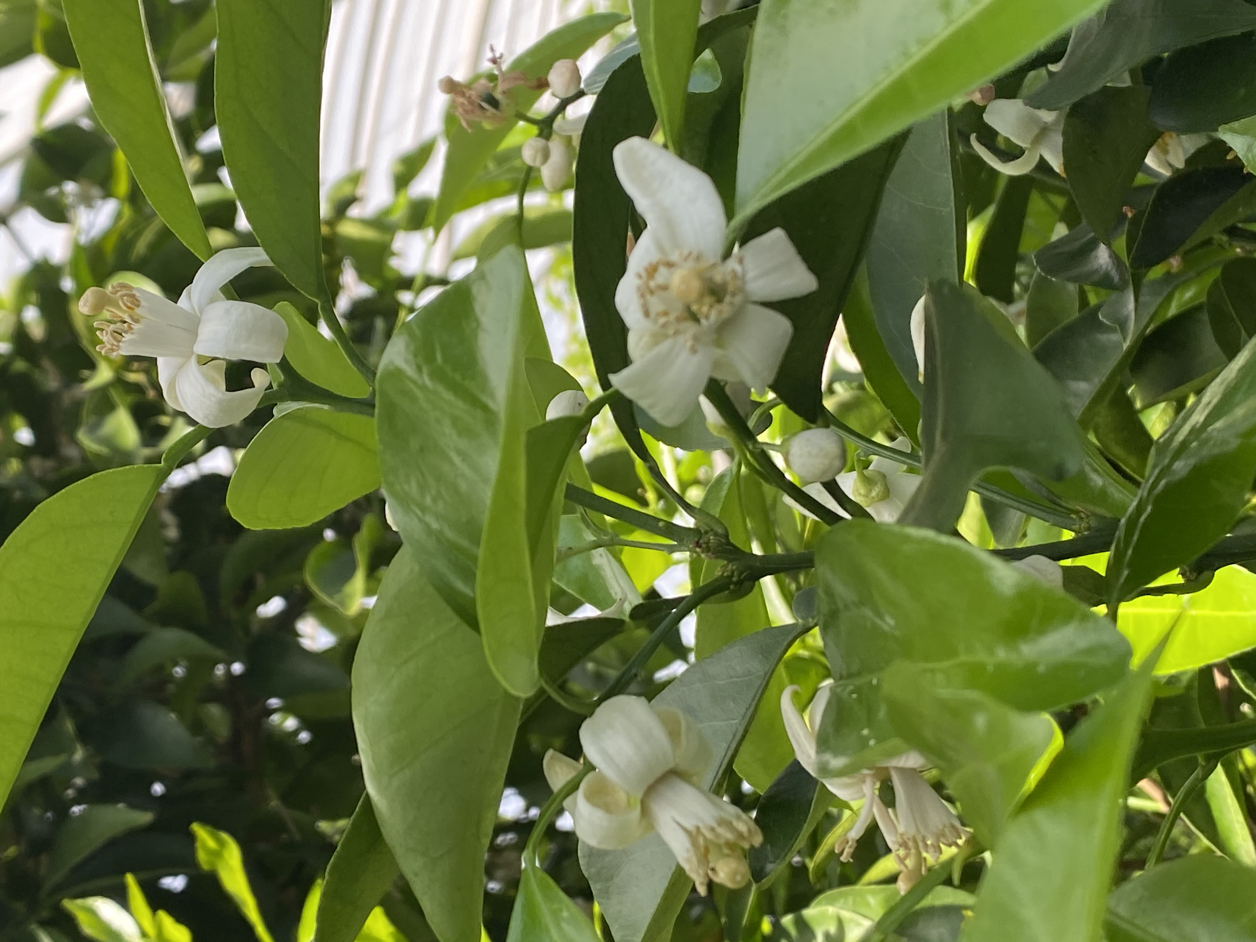 日向夏の花