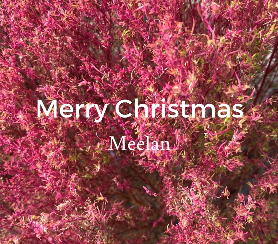 Merry Christmas