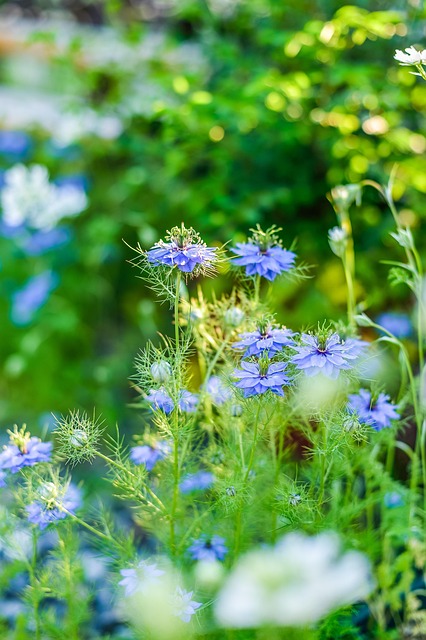 真夏におススメ・暑さに強い夏のお花　6選