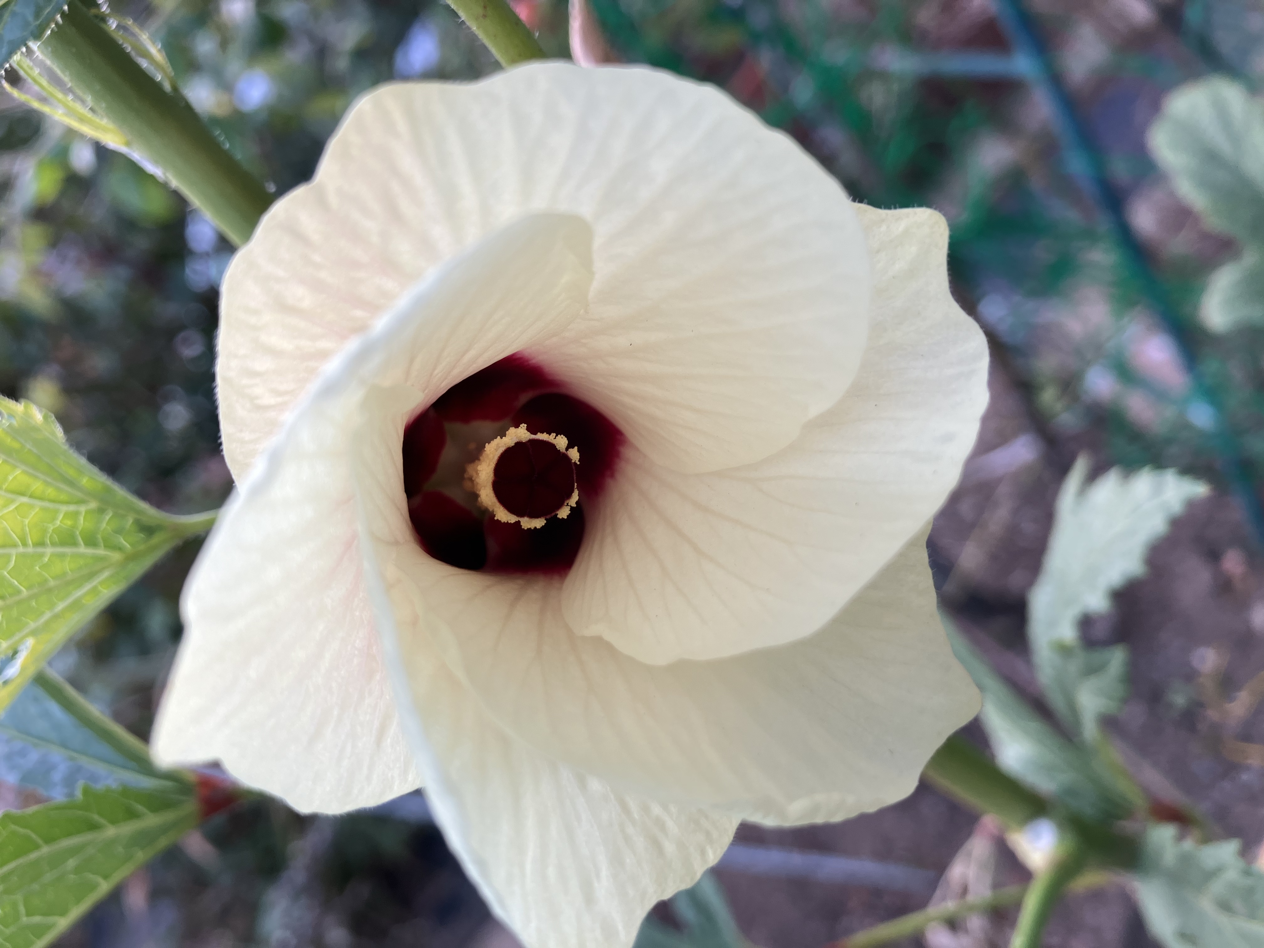 オクラの花