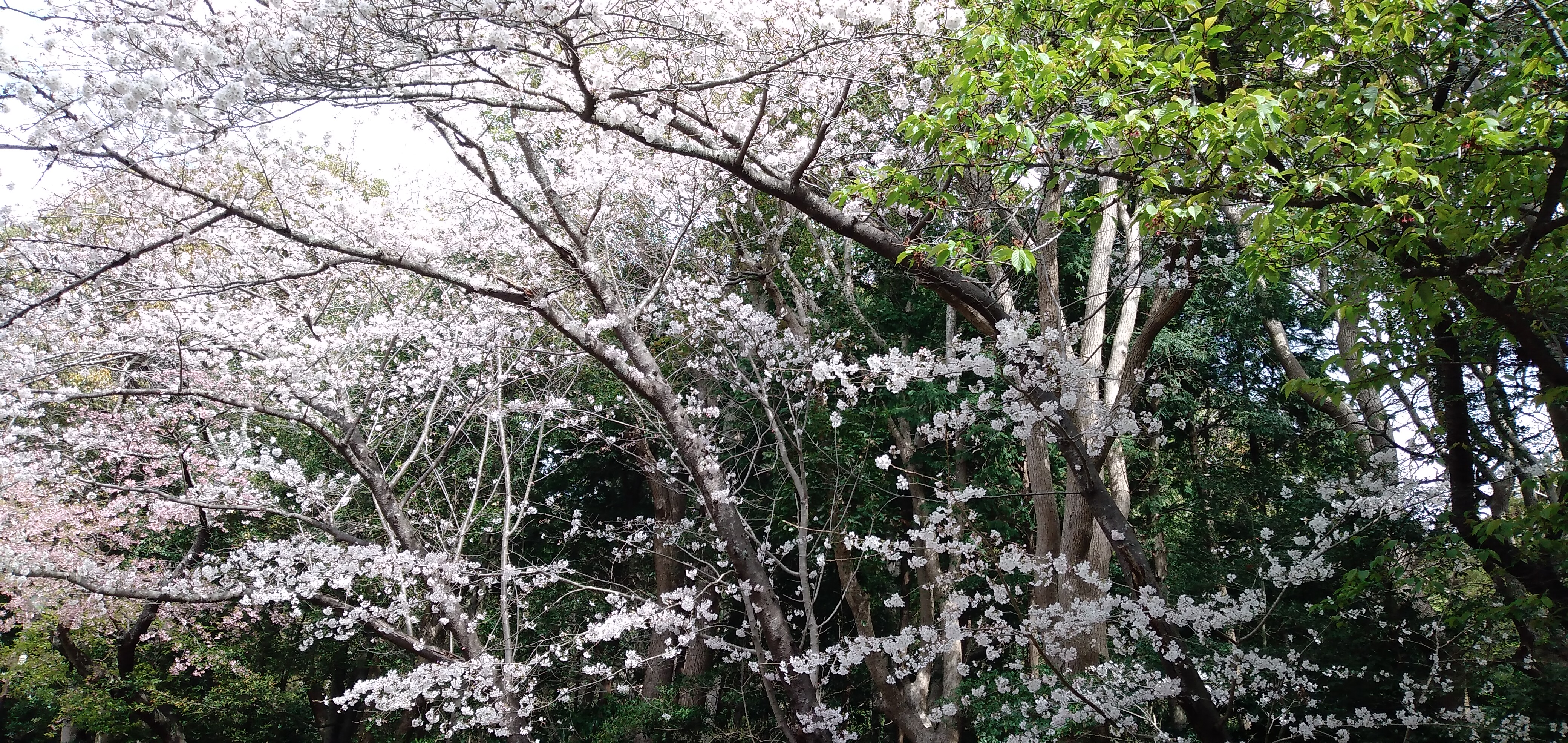 桜の頃