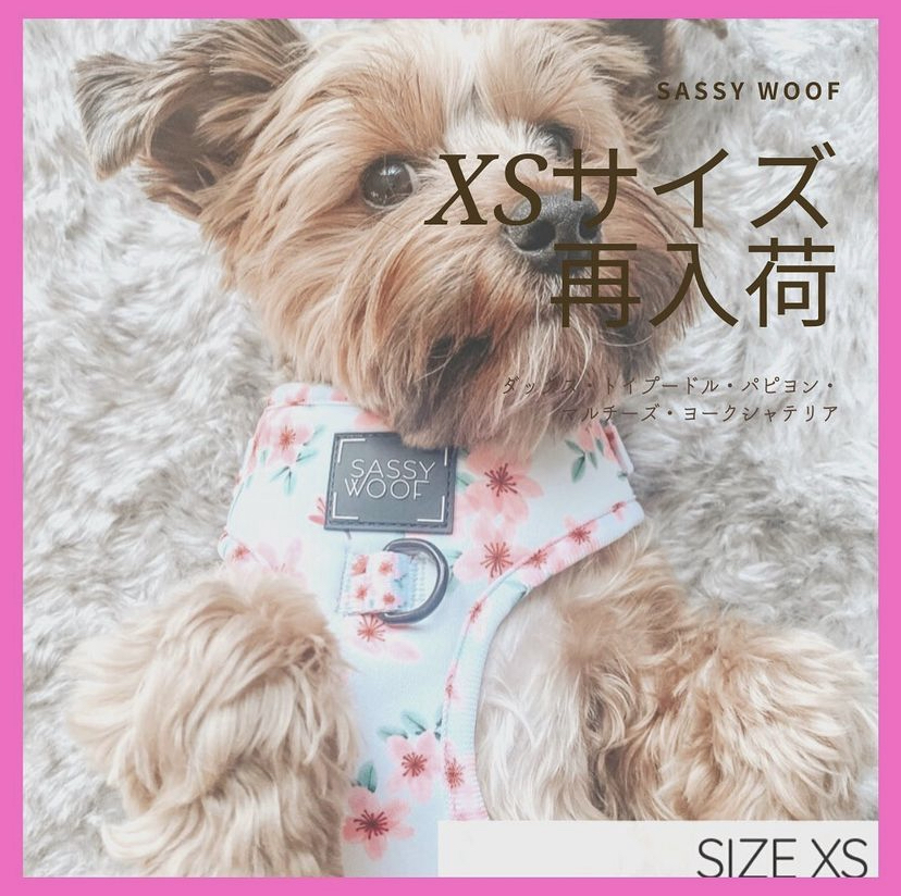 限定品 SAKURA桜　ハーネス　在庫お知らせ