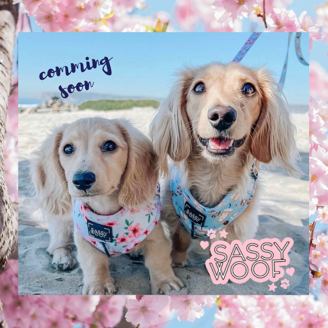 【SASSY WOOF 】SAKURA 🌸入荷！レアなシリーズ！