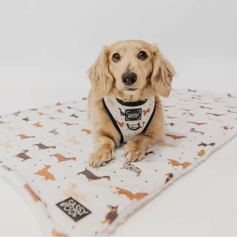【101Dachshundsブランケット】わずかに入荷しました‼︎