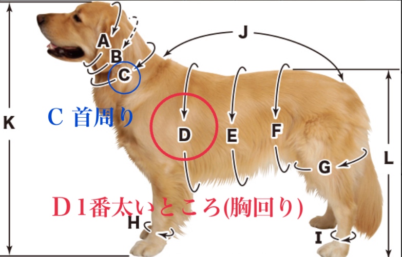 🐕‍🦺sizeの測り方について🐕‍🦺