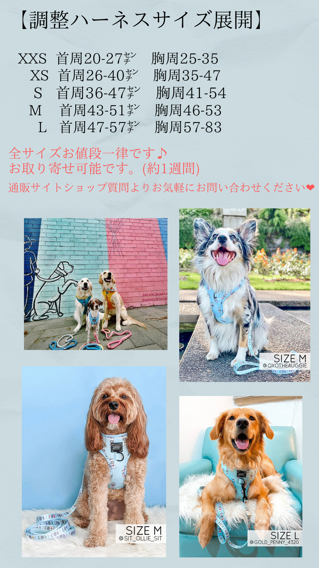 ハーネスサイズ展開について🐕‍🦺🐕🦮🐩