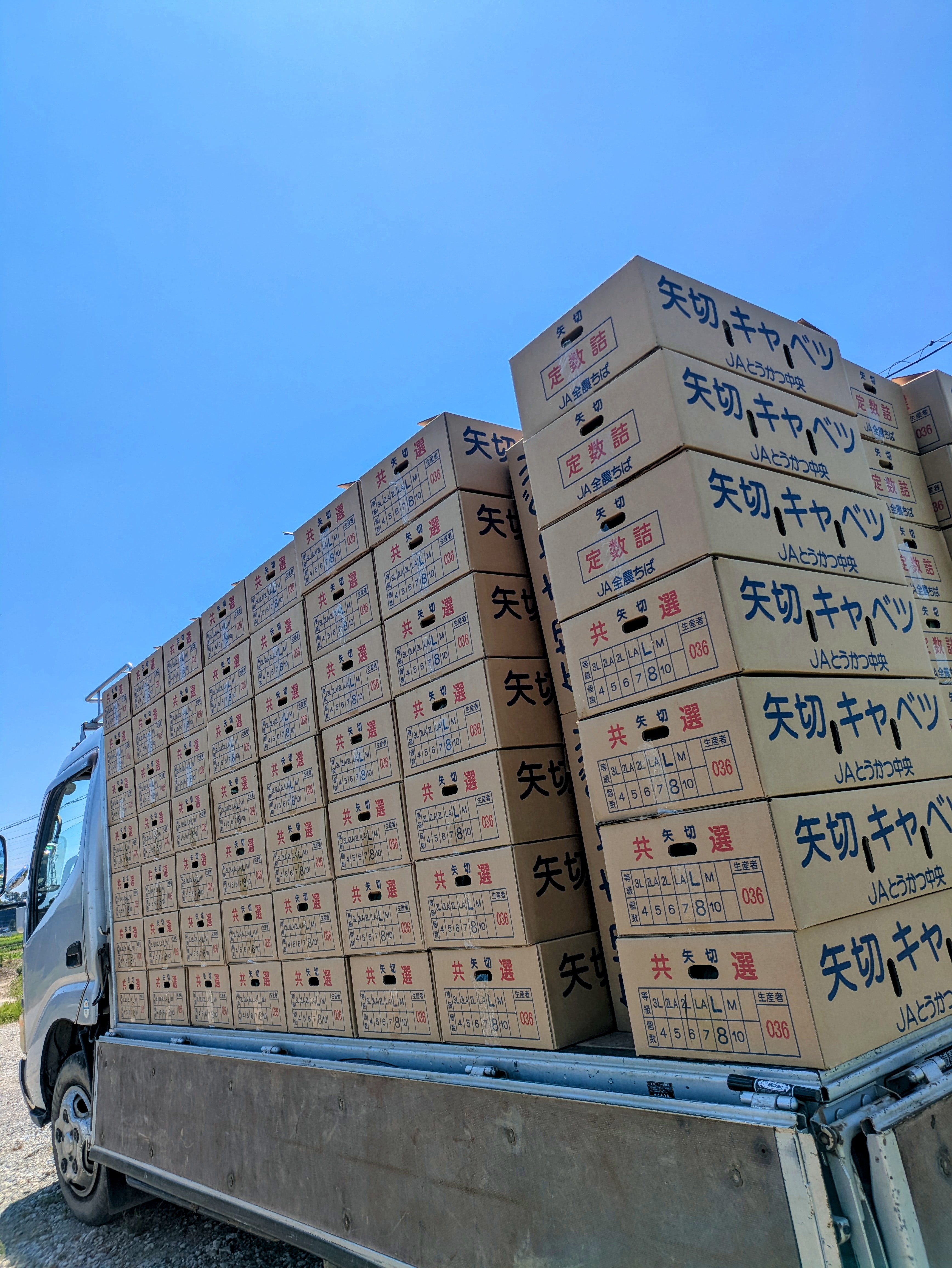 真夏日の中でキャベツ収穫🥬