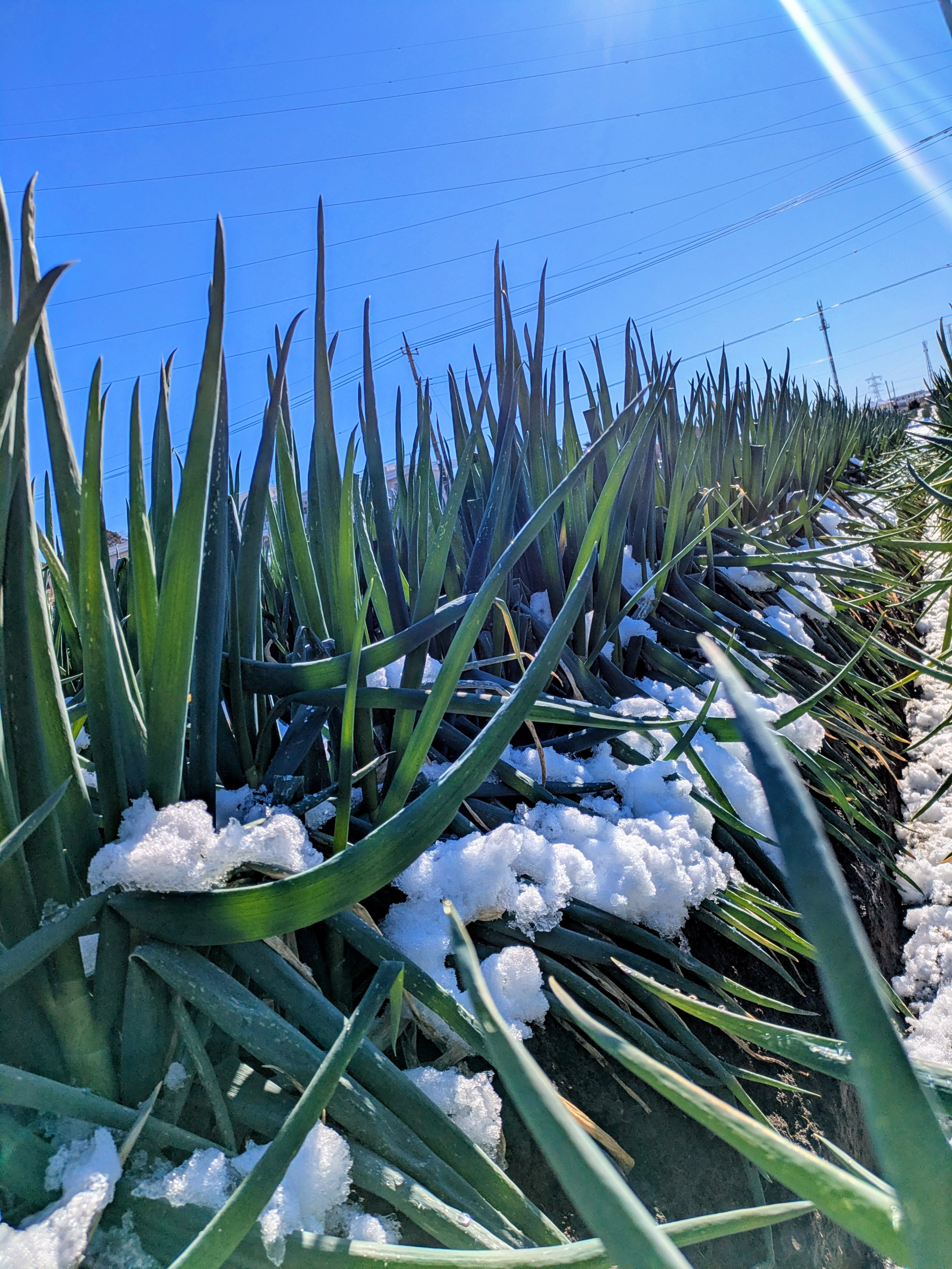 あけましておめでとうございます