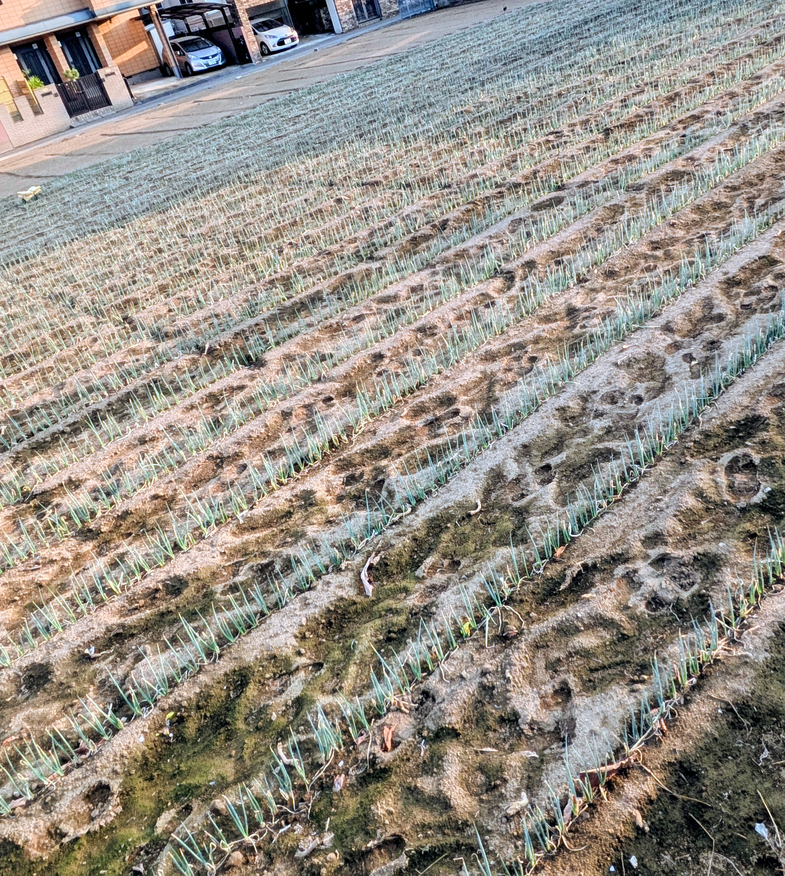 今シーズンの矢切ねぎ定植作業終了!!