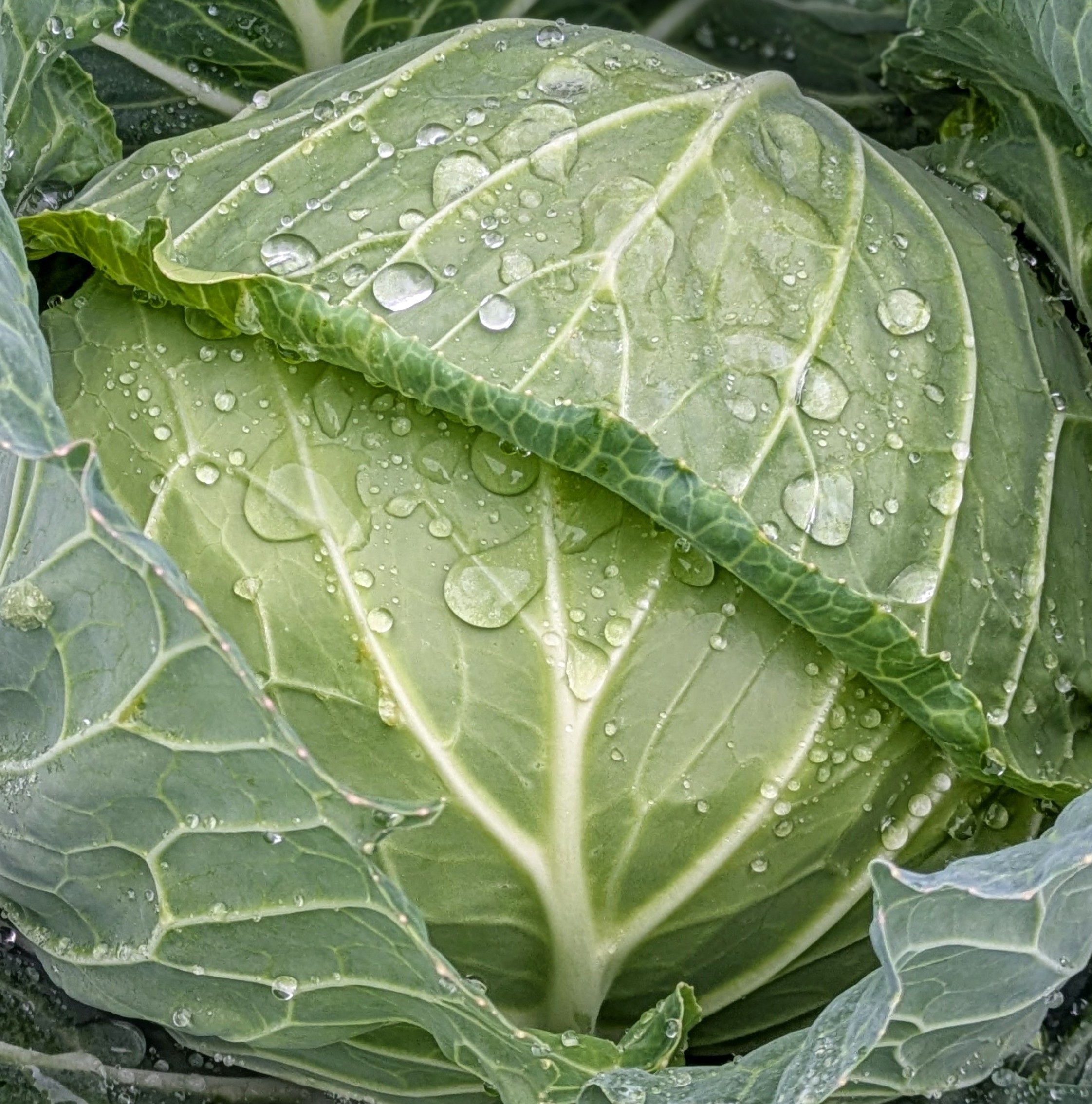雨の中のキャベツ収穫