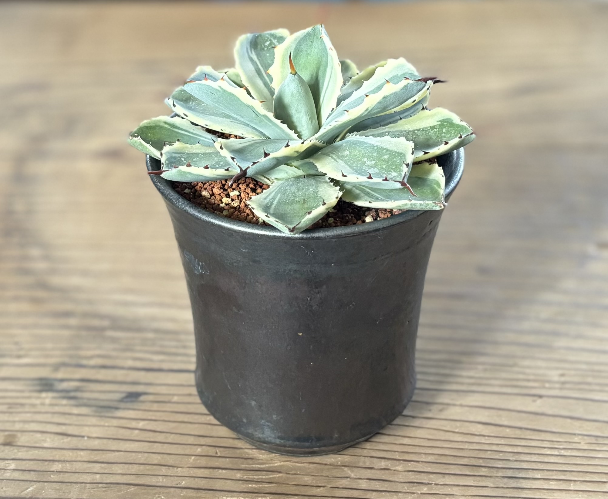 植物を生活の中に♪