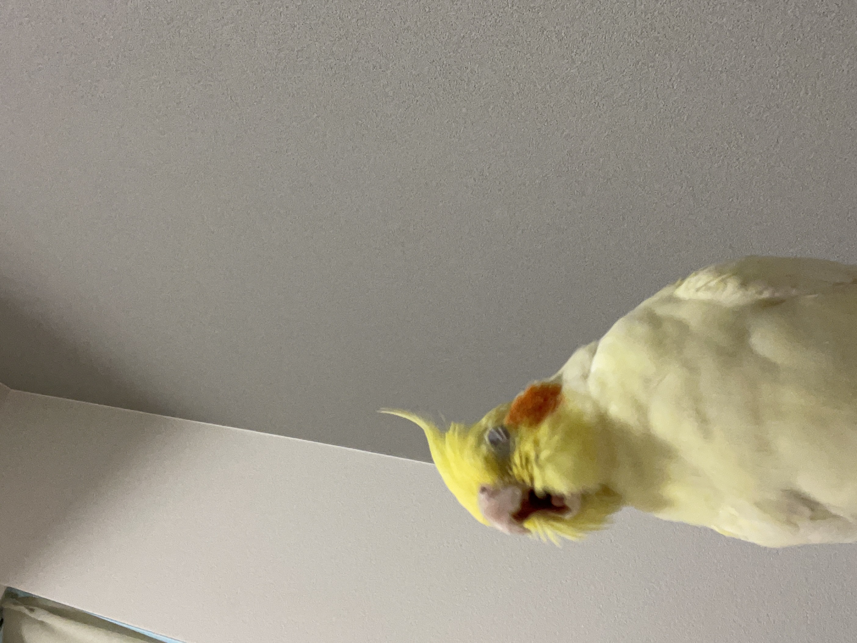 かは