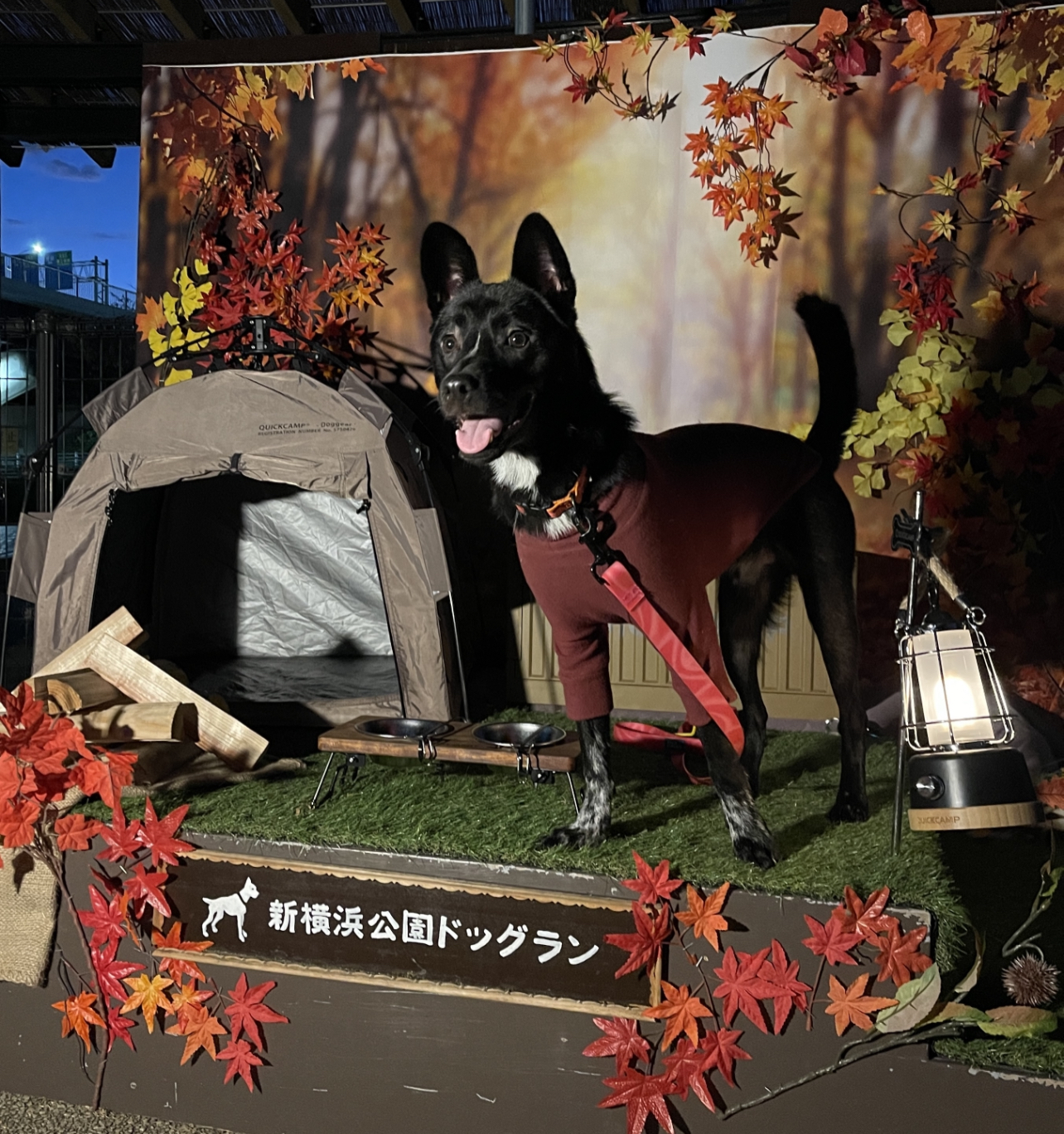 ソロキャンプ気分
