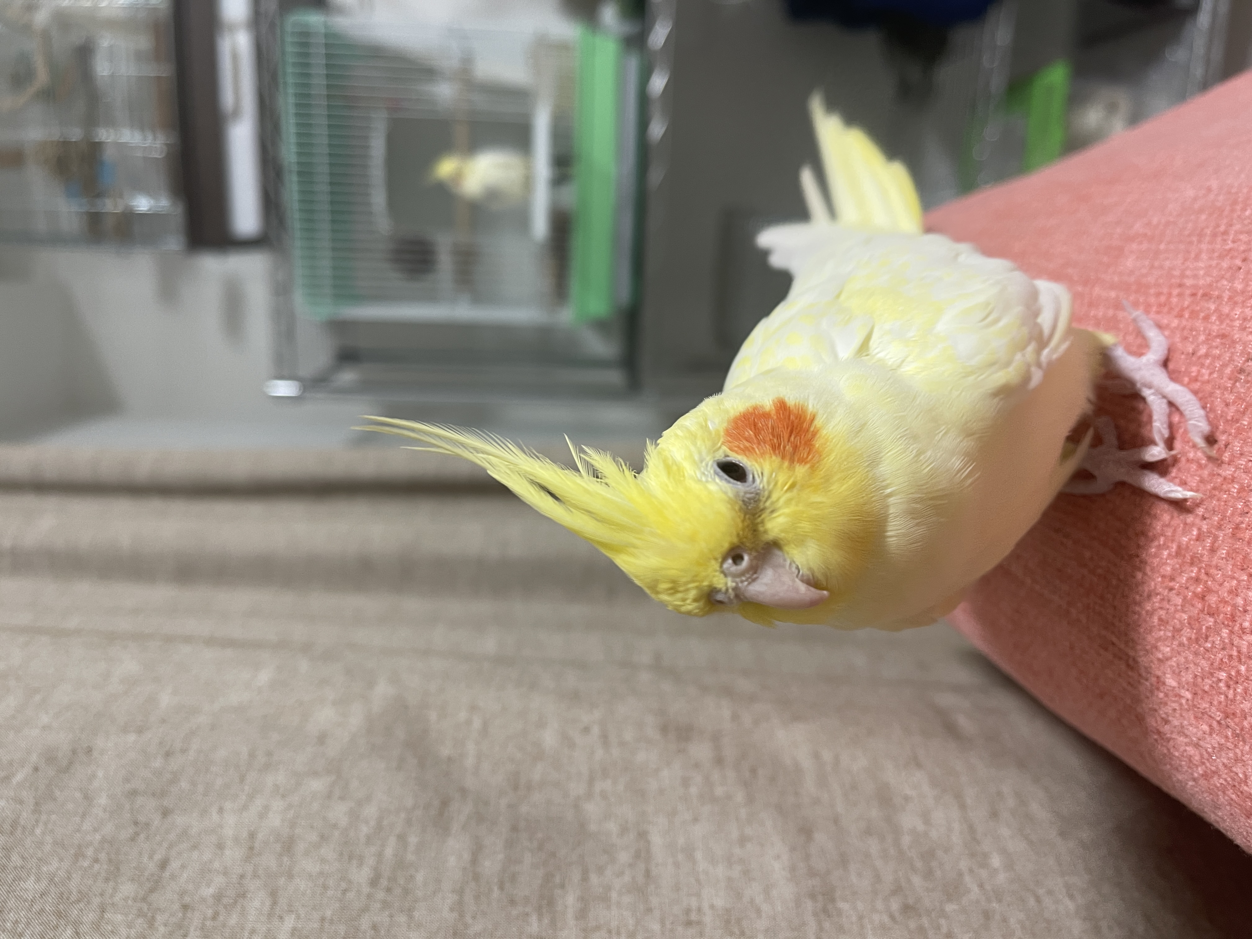 羽が抜けますね