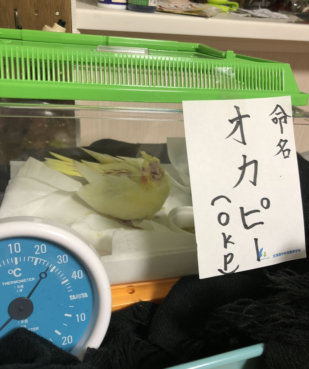 ハッピーバースデー