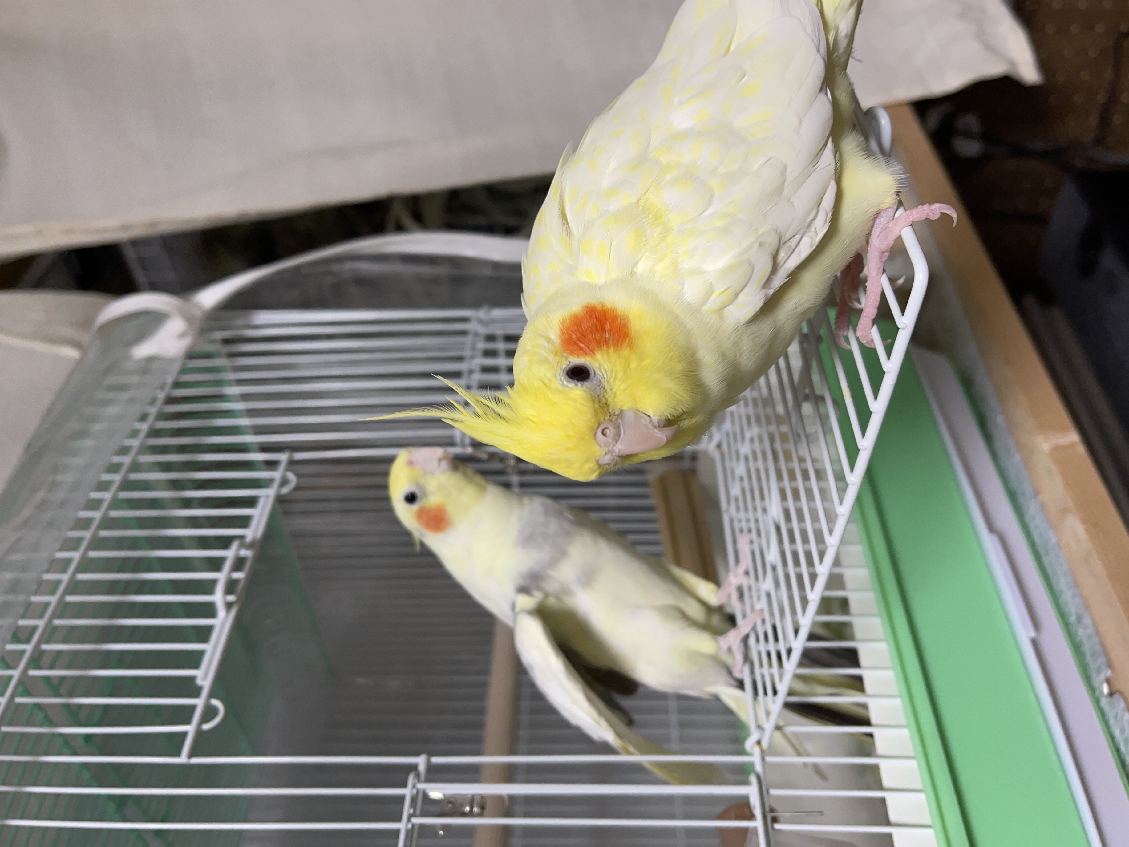 出会い🌸