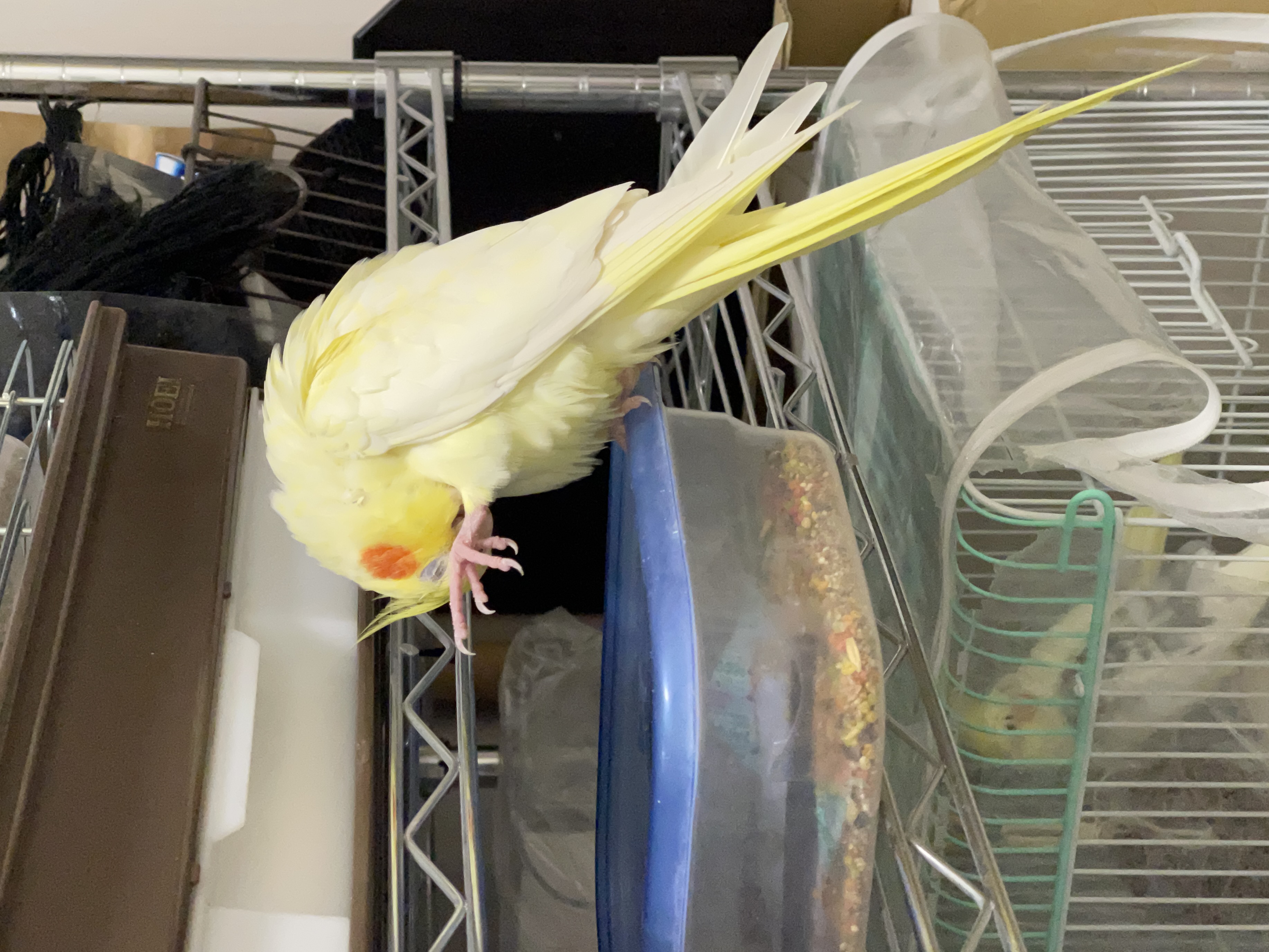 世渡り上手