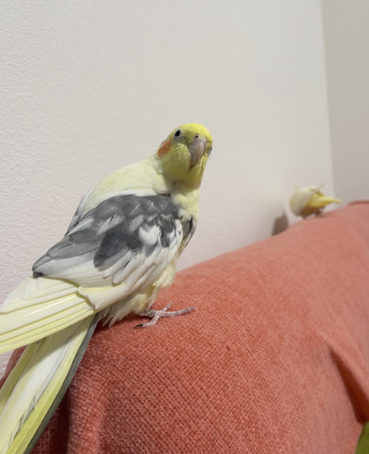 パシャリ