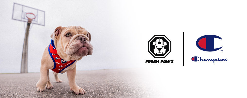 FRESH PAWZ X CHAMPION