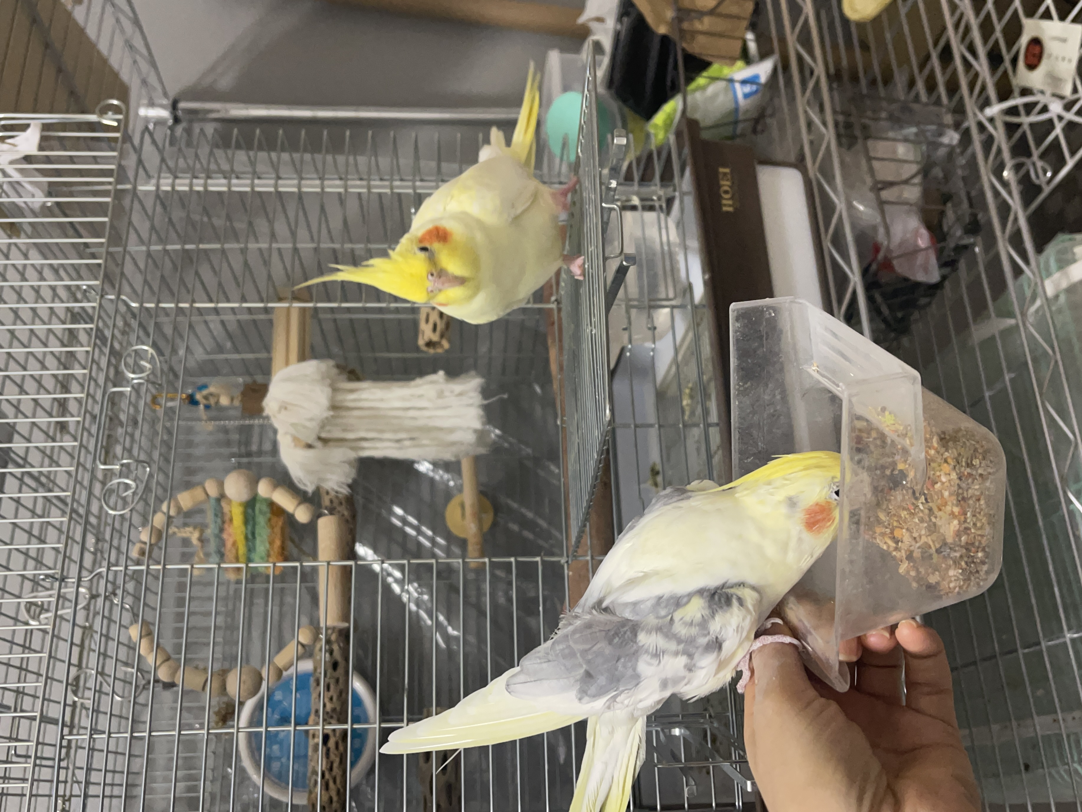 ふらい