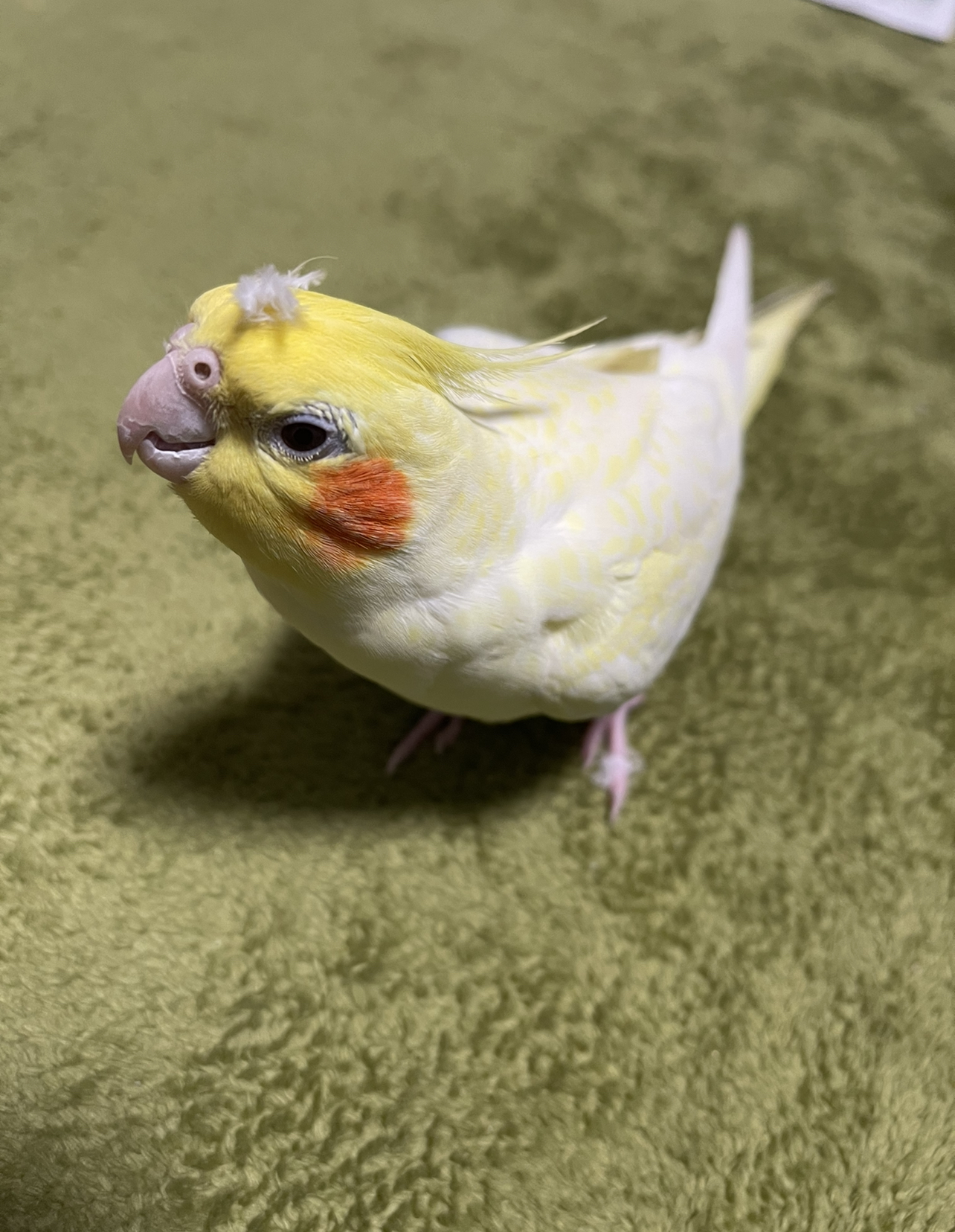 探訪