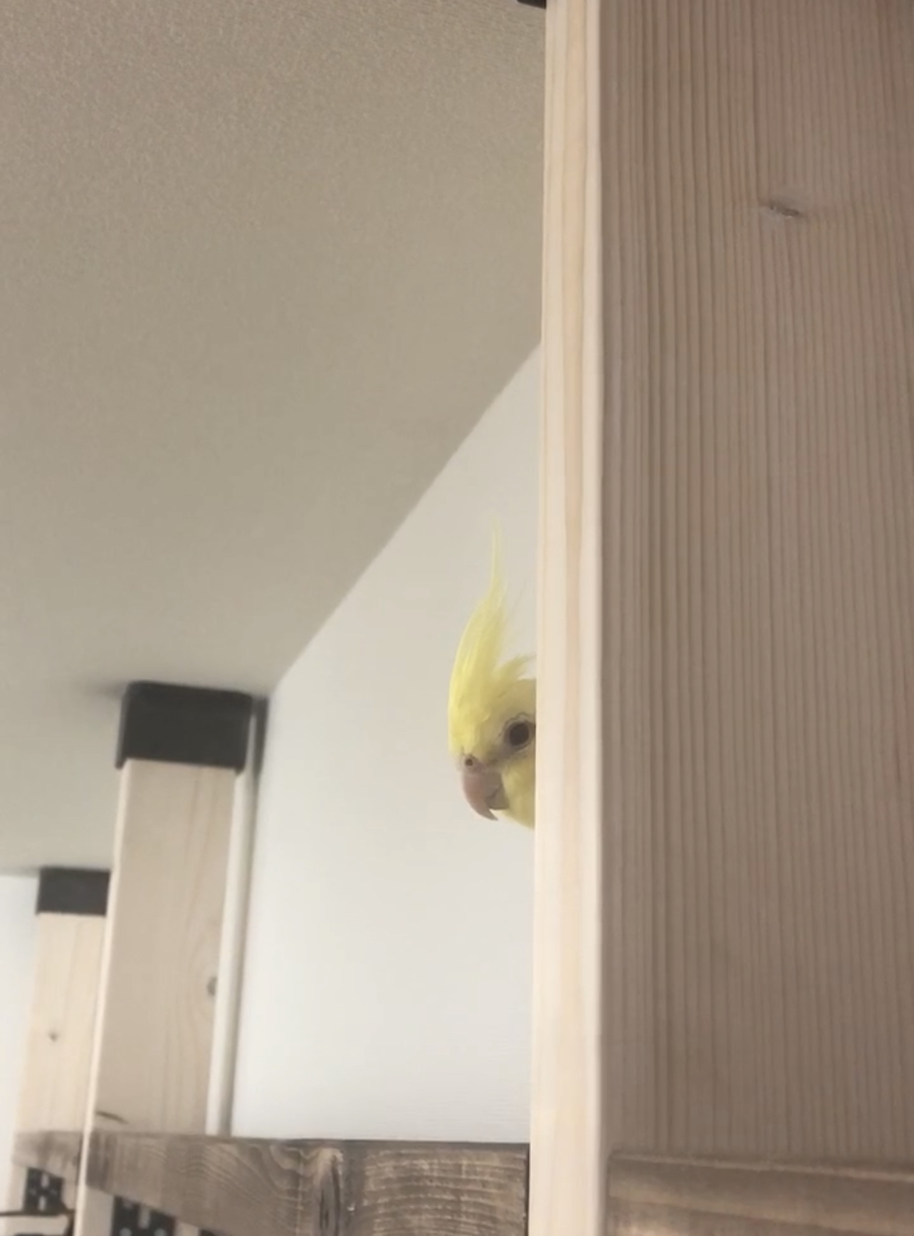 かくれんぼ