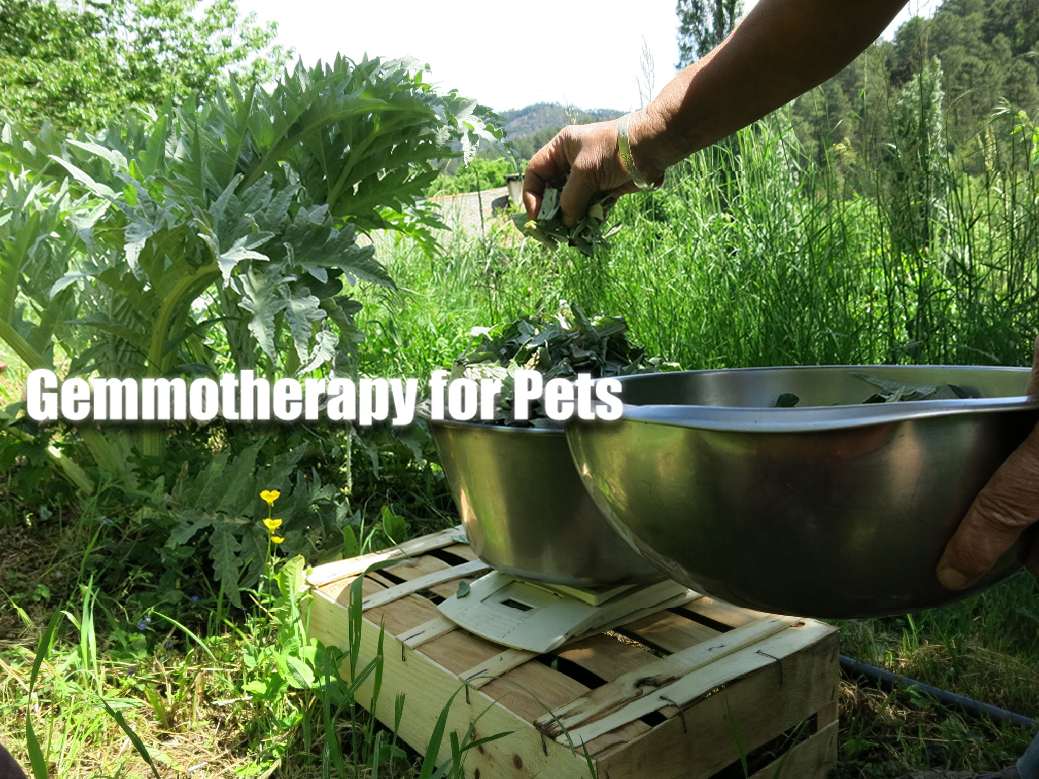 ”Gemmotherapy for Pets”ペットの為のジェモセラピー