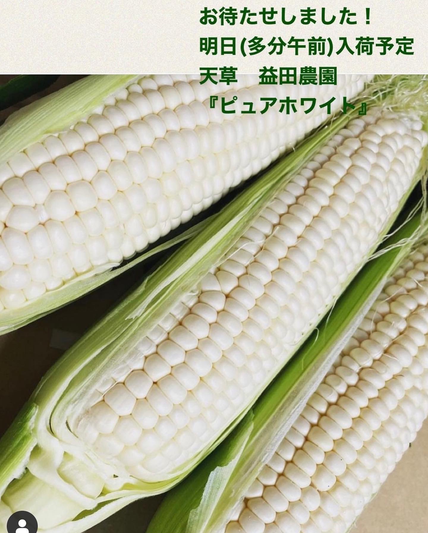 白いとうもろこし🌽🌽🌽