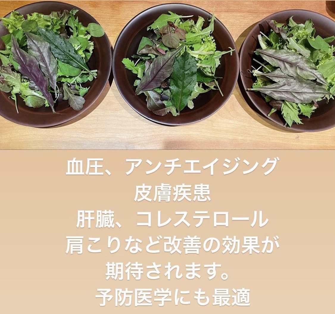 熊本の伝統野菜⁉️『水前寺菜』
