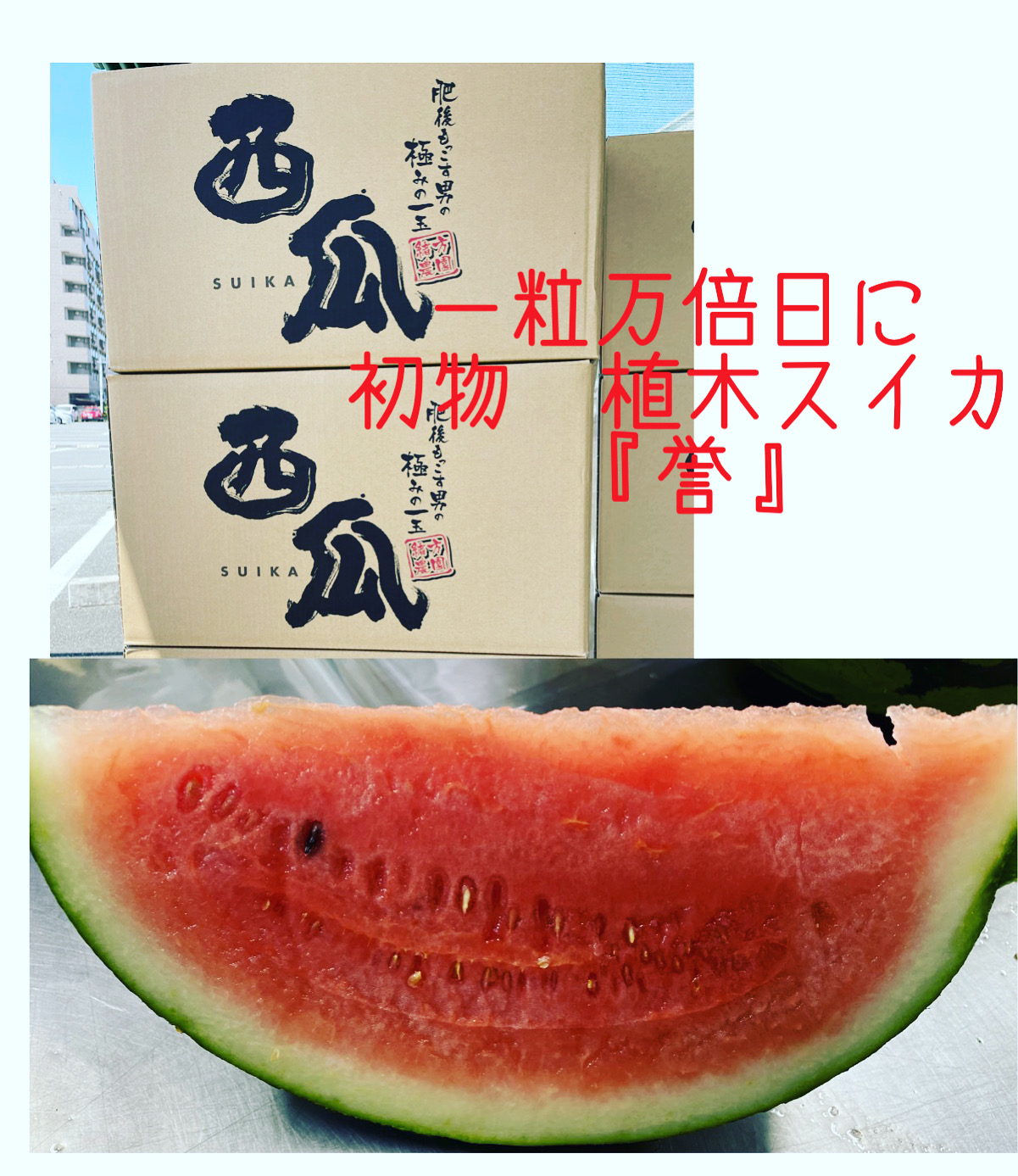 熊本県　植木町大玉スイカ『誉』の秀品と優品の違いは？