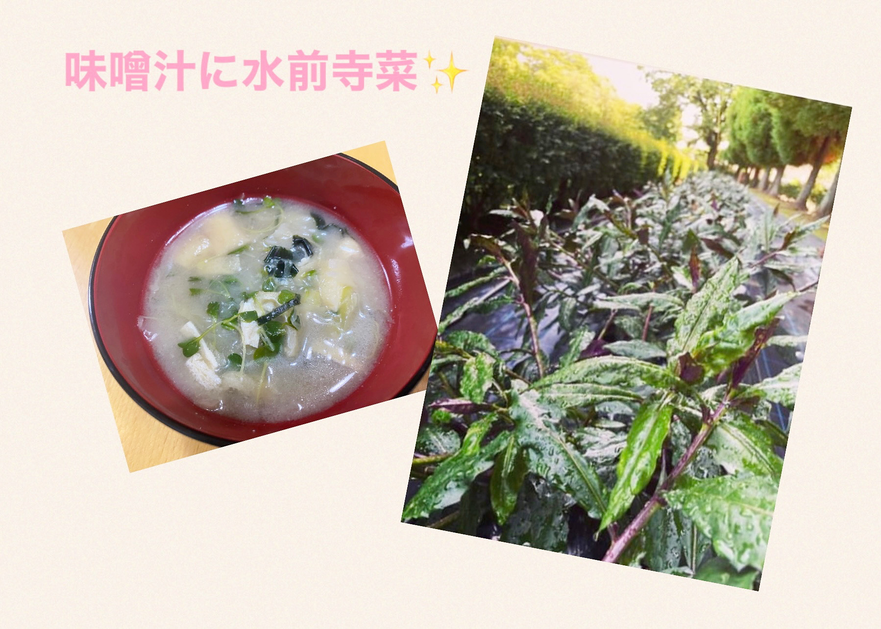 水前寺菜お味噌汁✨🍽️