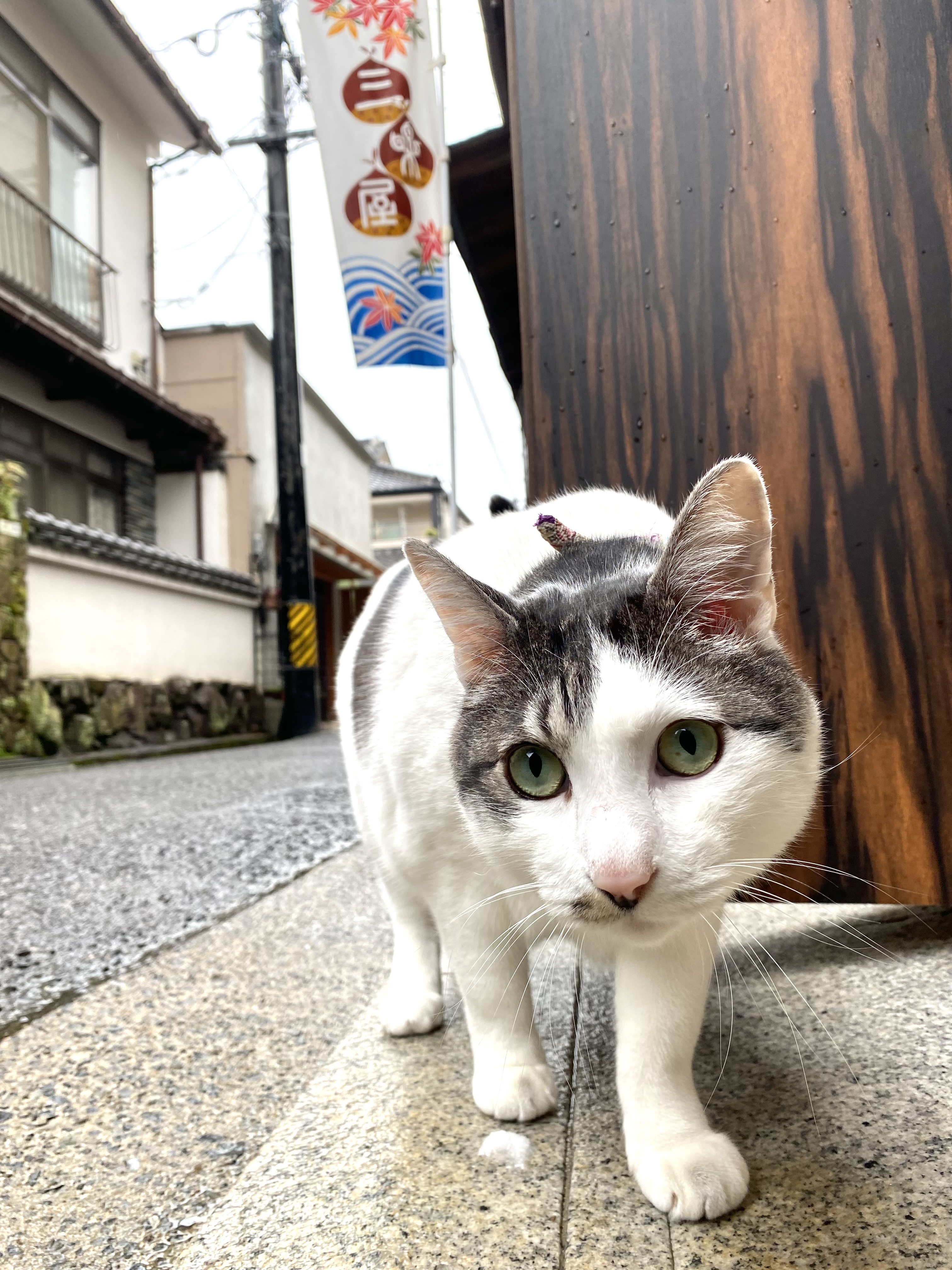 冷たい雨