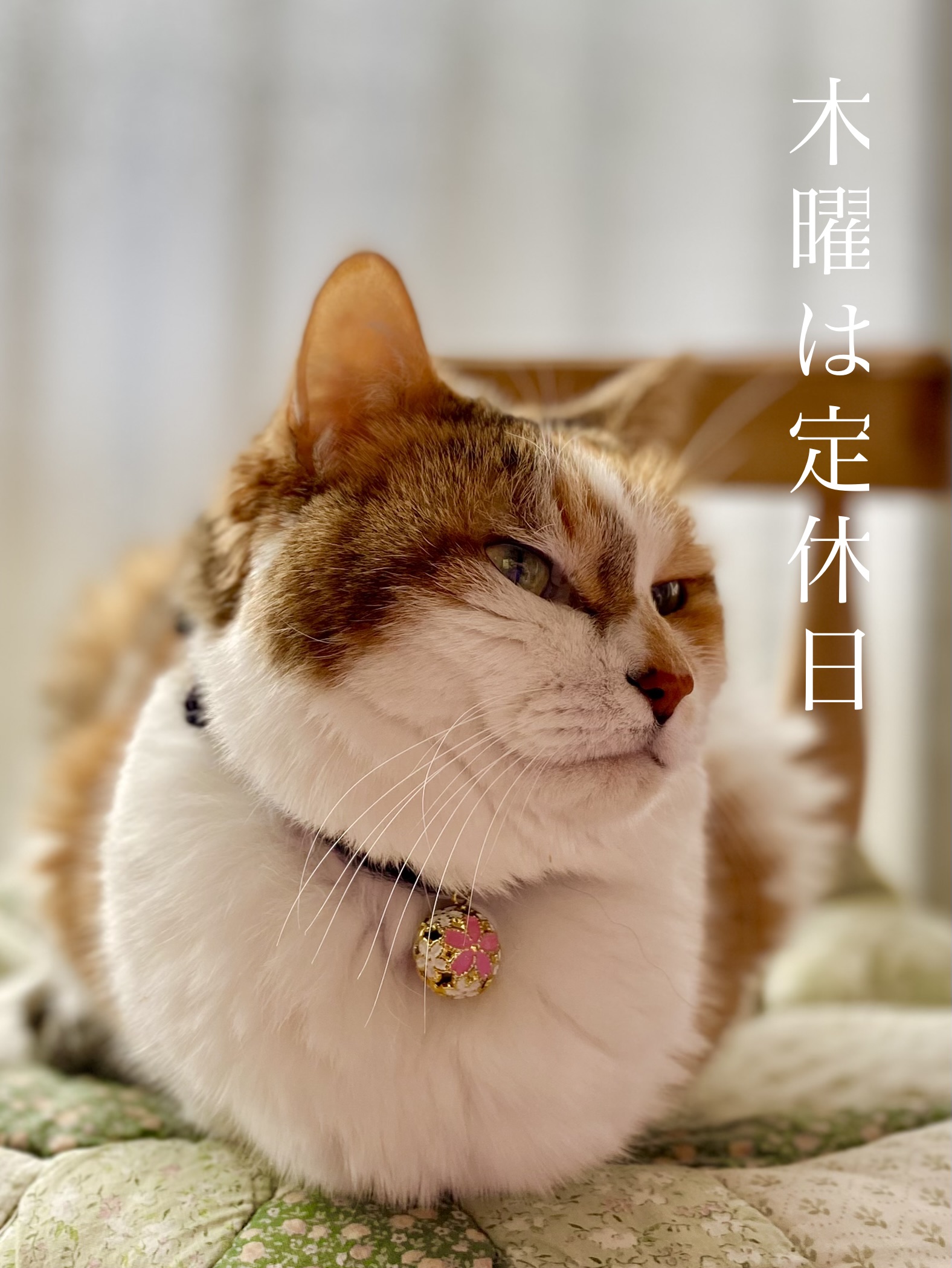 見頃は過ぎたけど