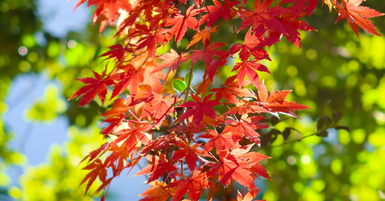 【11月の暦】秋から冬へ移り変わる…秋ならではの味覚とイベントを楽しみたい！